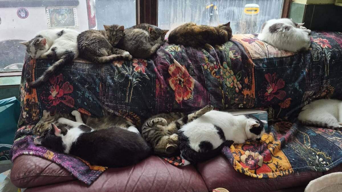 ‘My worst nightmare' - Clare animal sanctuary closed until further notice following virus outbreak