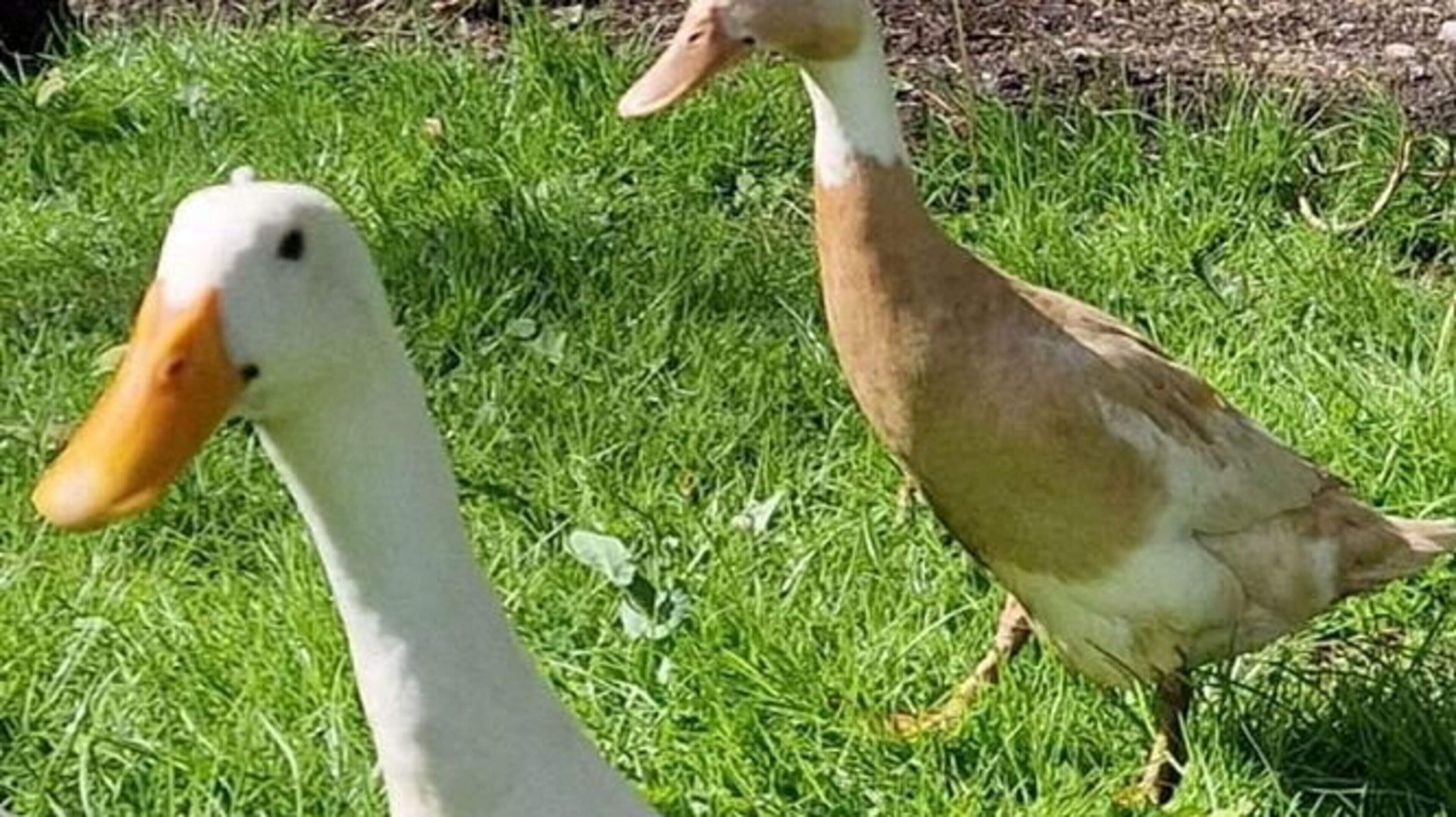 Family’s heartache after two pet ducks, Lionel and Pumpkin, stolen in south Sligo as reward offered for their return 