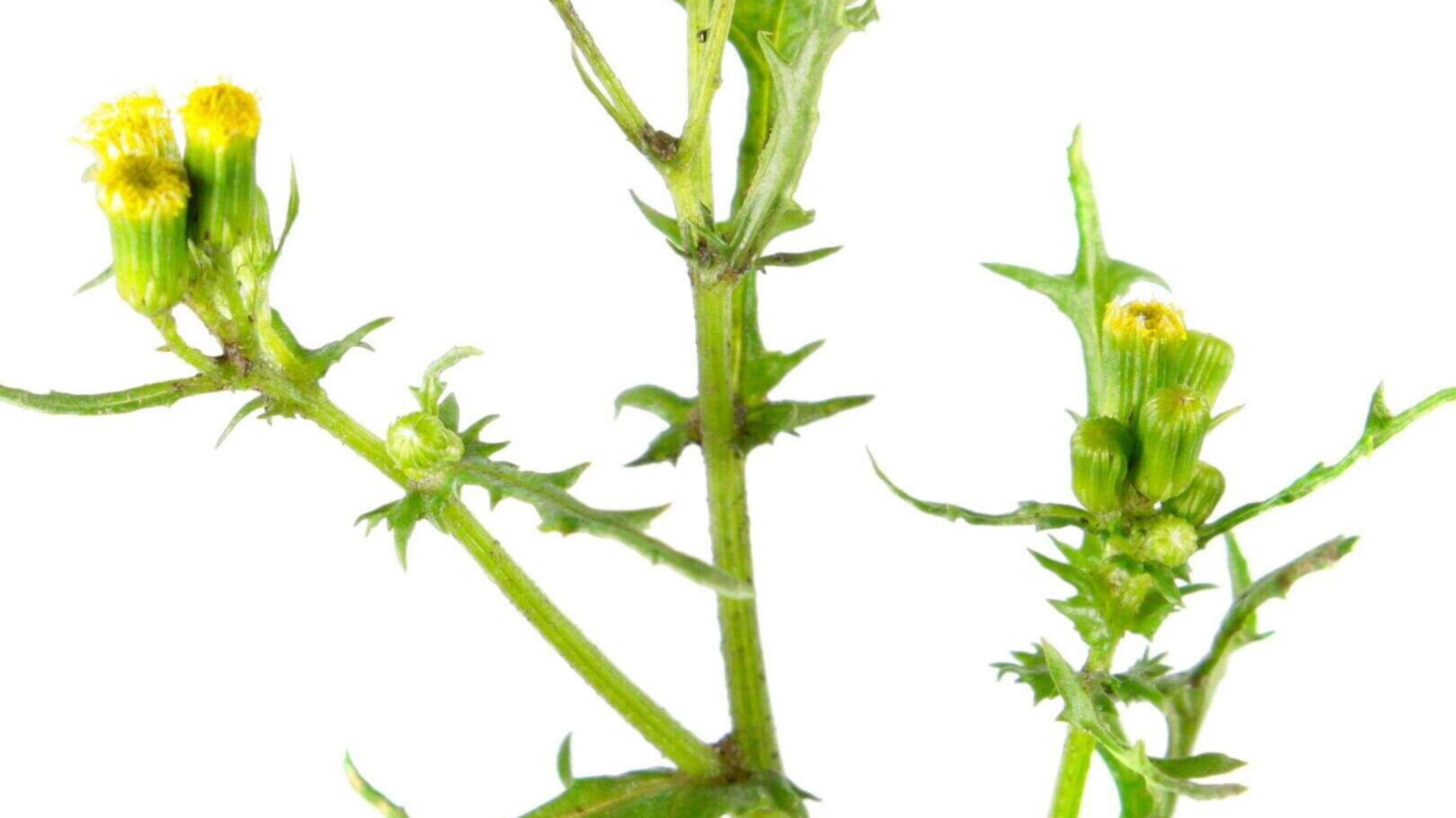 Medders at Large: Climate change sucks! The weeds have taken over