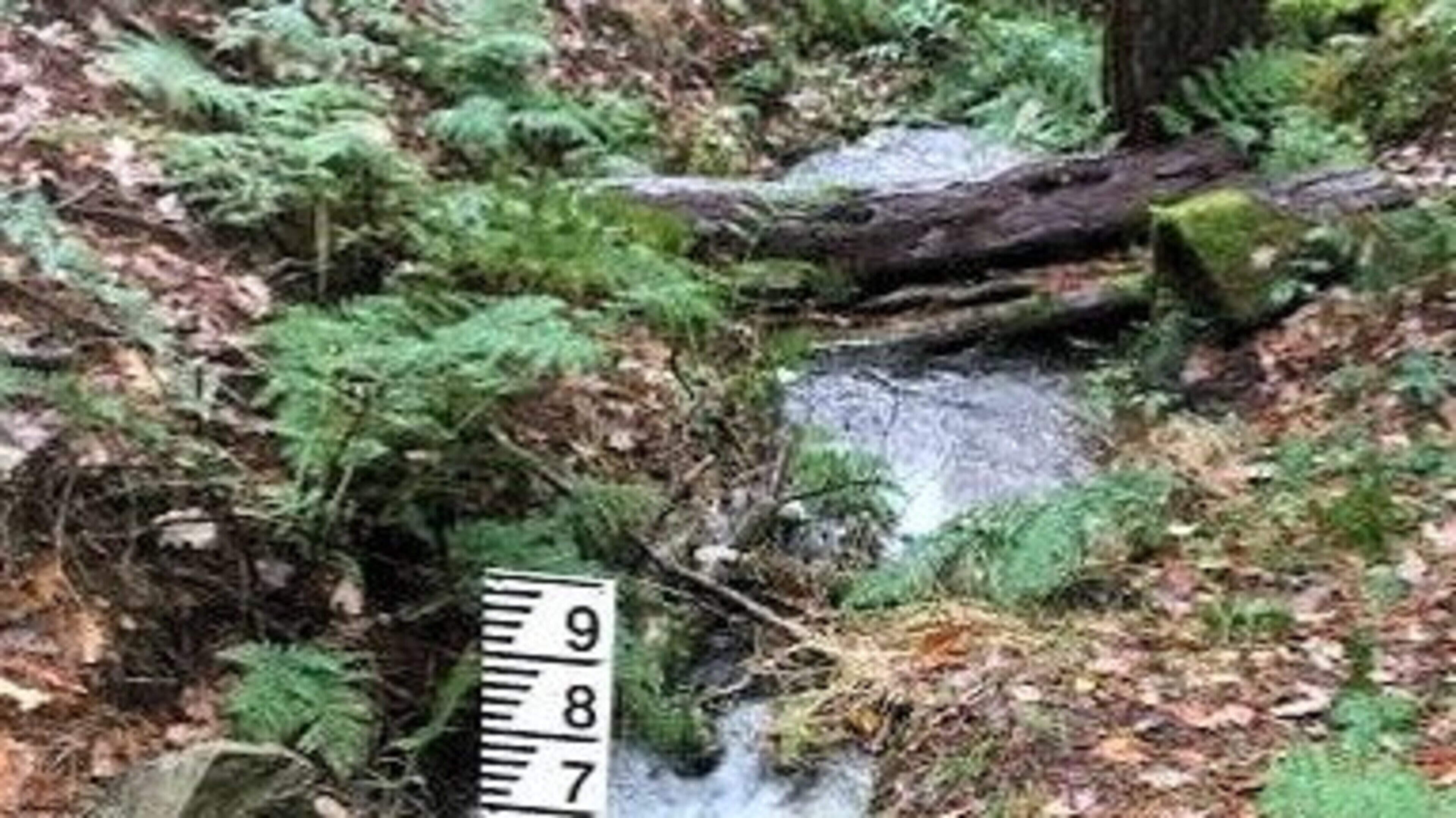 Nature Trail: To address global warming and climate change, nature based solutions need to play a more central role