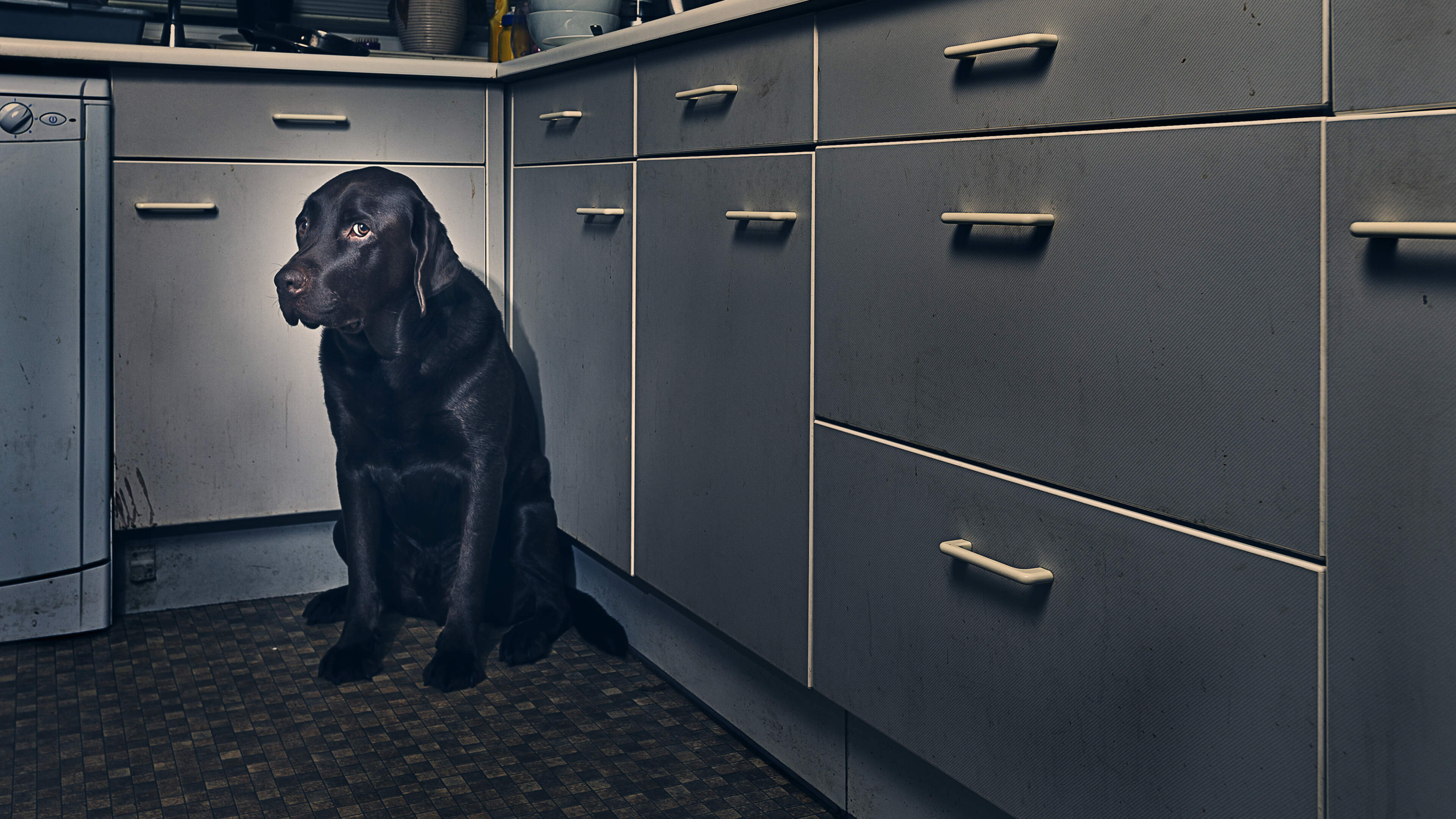 ‘He sent me a video of him with a knife to the dog’s throat’ — Growing number of abusers using family pets in coercive control cases