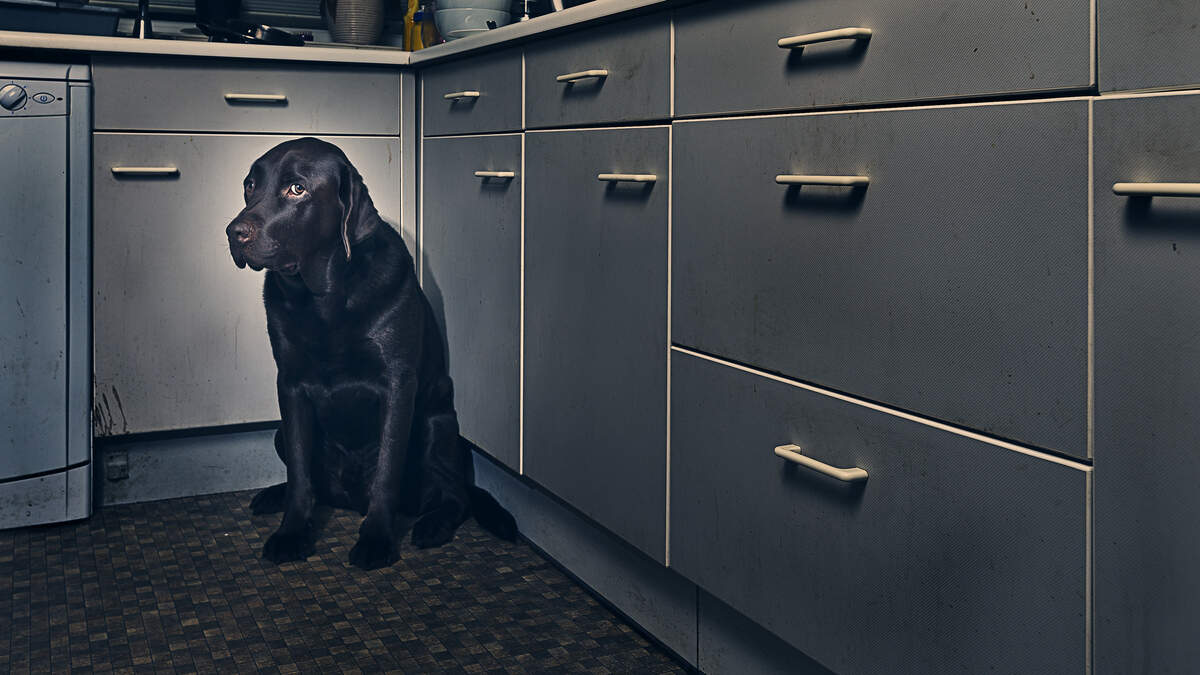 ‘He sent me a video of him with a knife to the dog's throat' — Growing number of abusers using family pets in coercive control cases