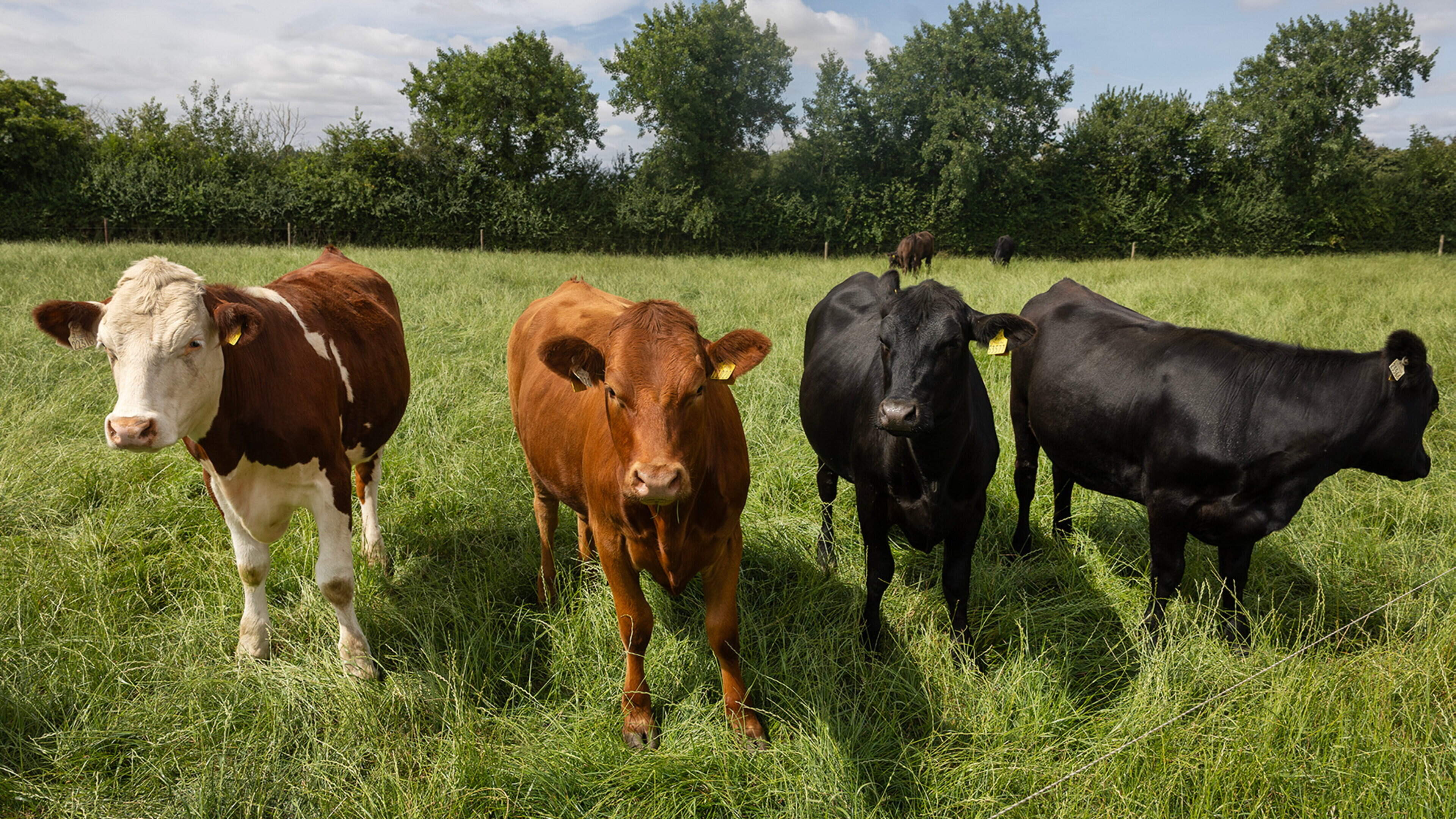 Agriculture Minister Martin Heydon launches push to defend Irish beef in Britain