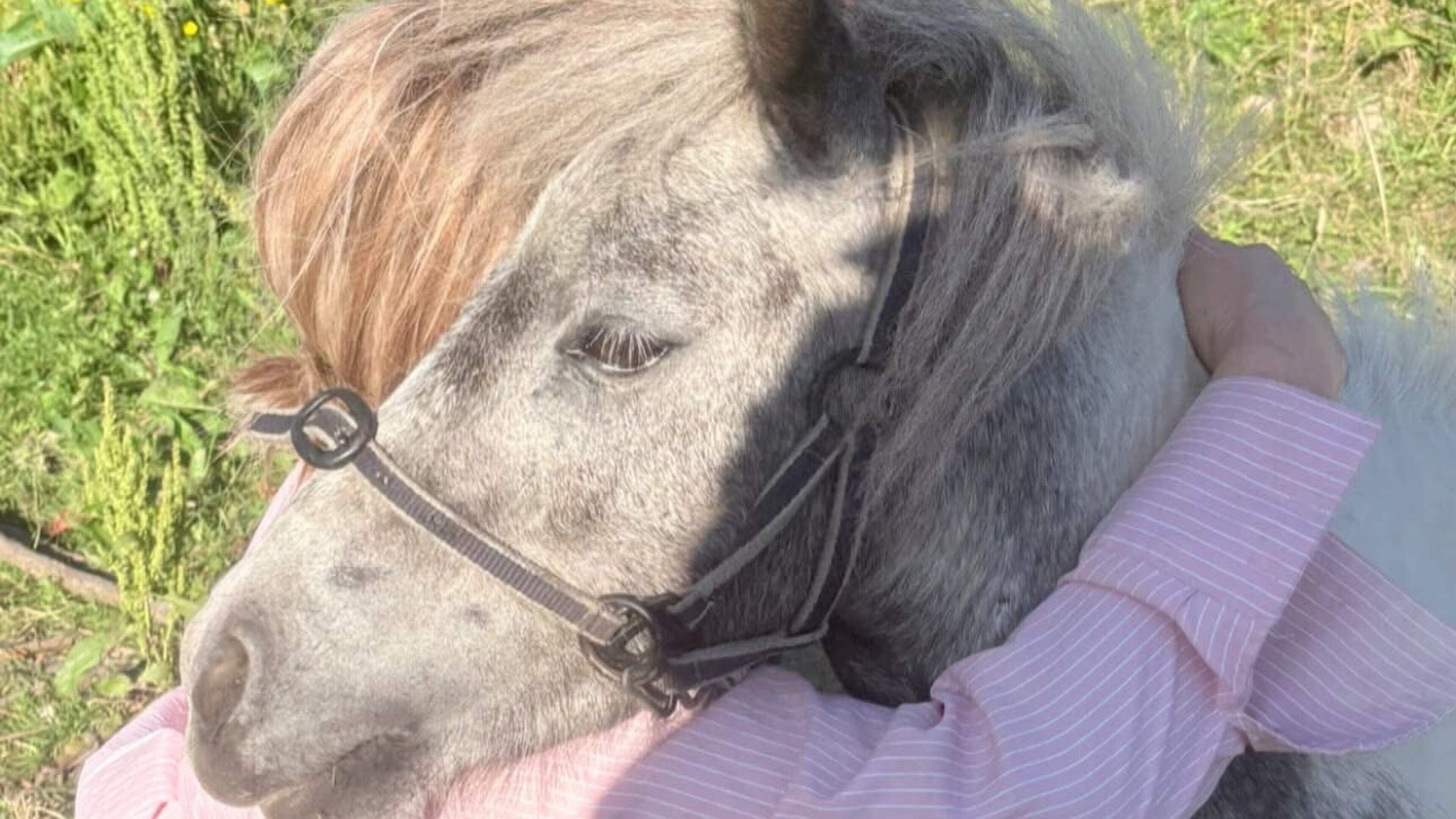 Pony reported stolen from Kildare animal rescue charity nearly a month ago is found safe and sound