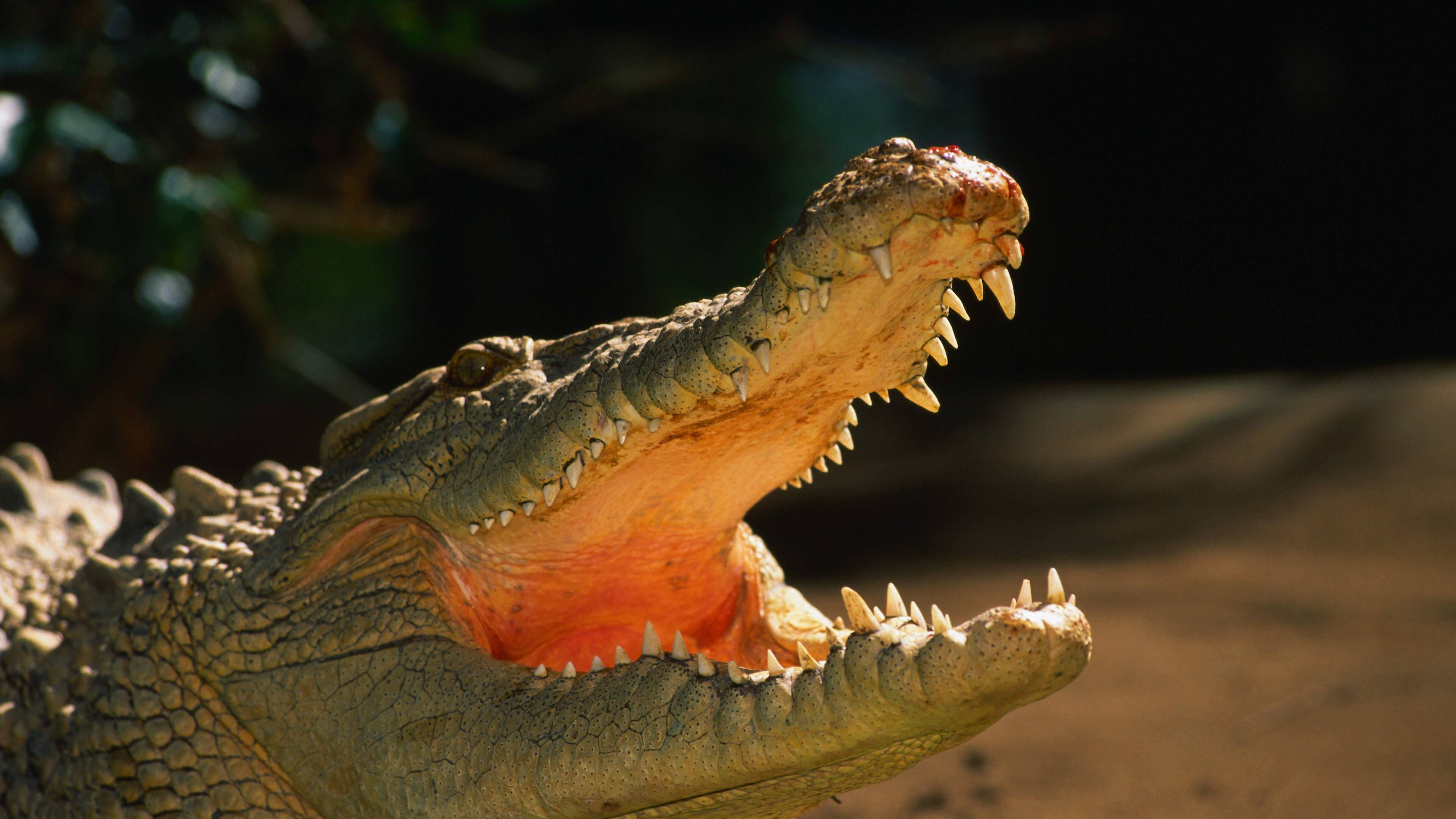 Man arrested for attempted murder after boy (3) ends up in crocodile enclosure in UK zoo