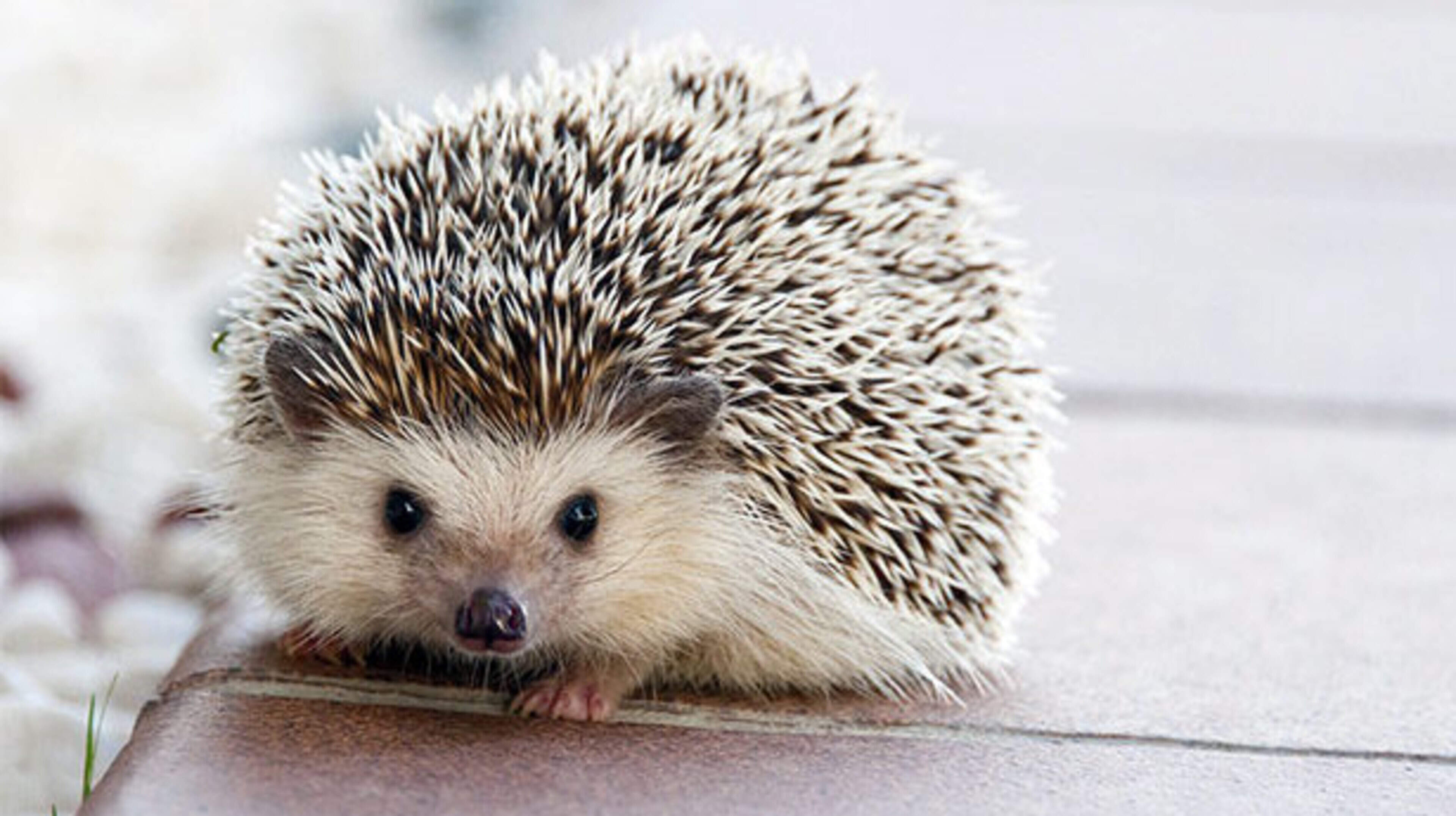 Louth residents urged to help count Ireland's hedgehogs