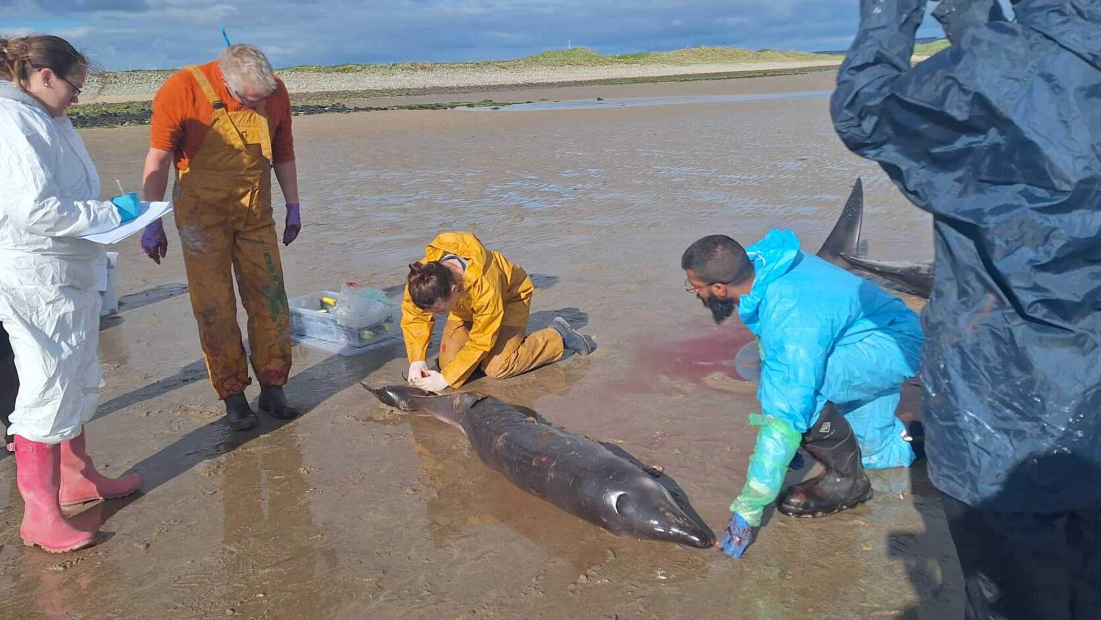 Rare whale species found washed up on Clare beach 