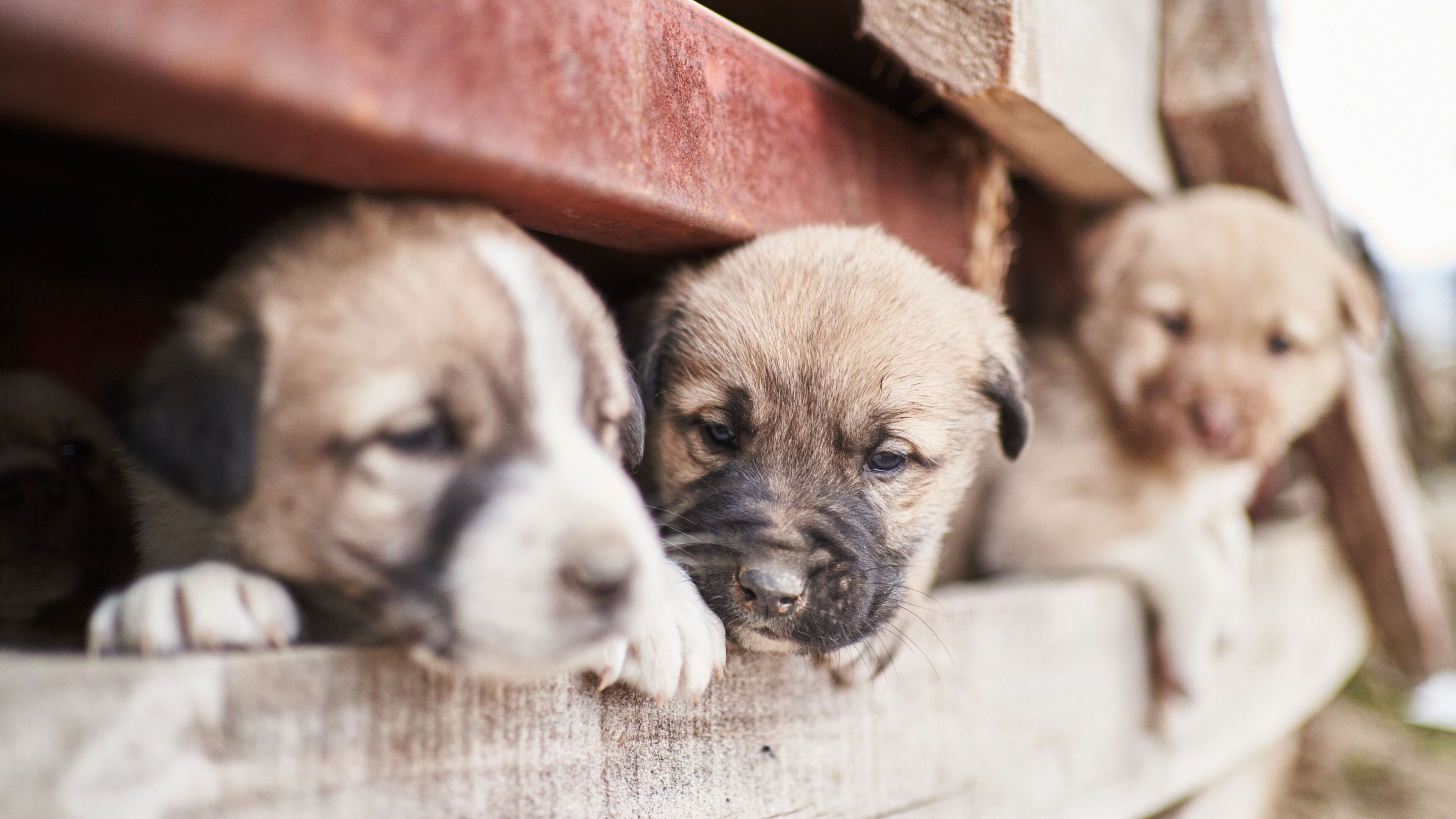 Simon Bourke: New breeding laws will regulate highly profitable industry, but first we ‘dog-people’ need to hold ourselves to account
