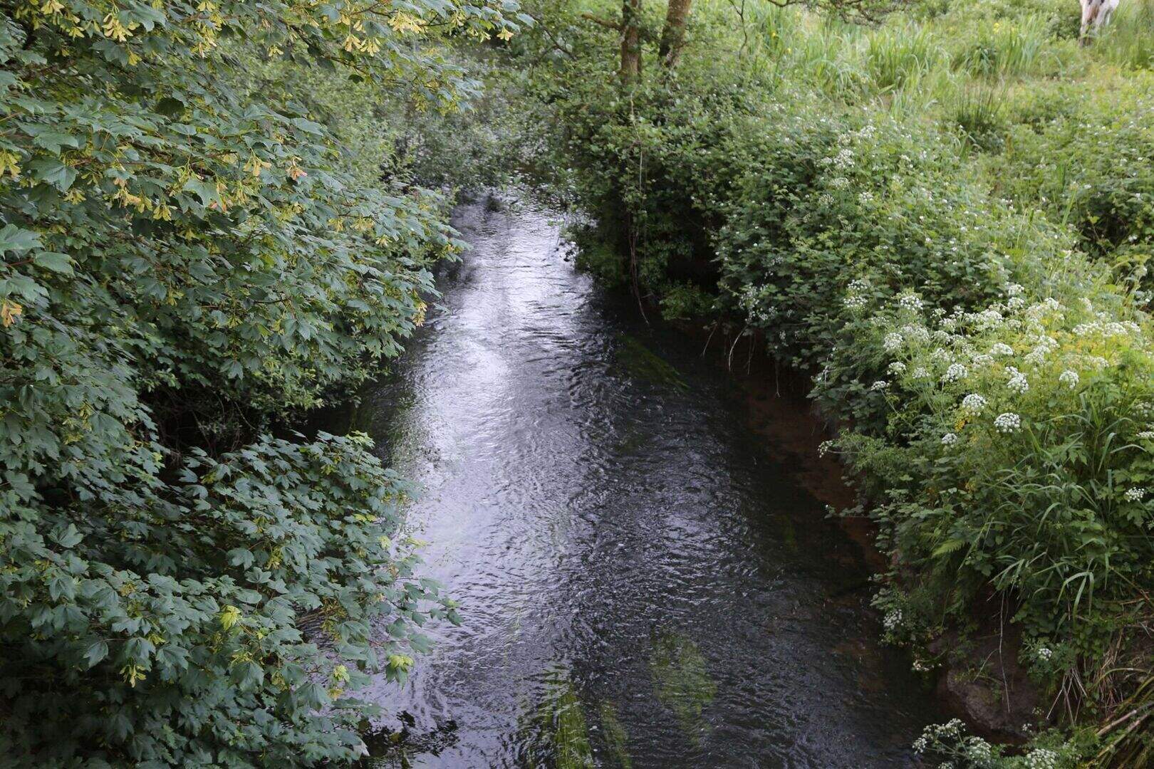 Thousands of fish killed in suspected pollution incident on Cork river ...