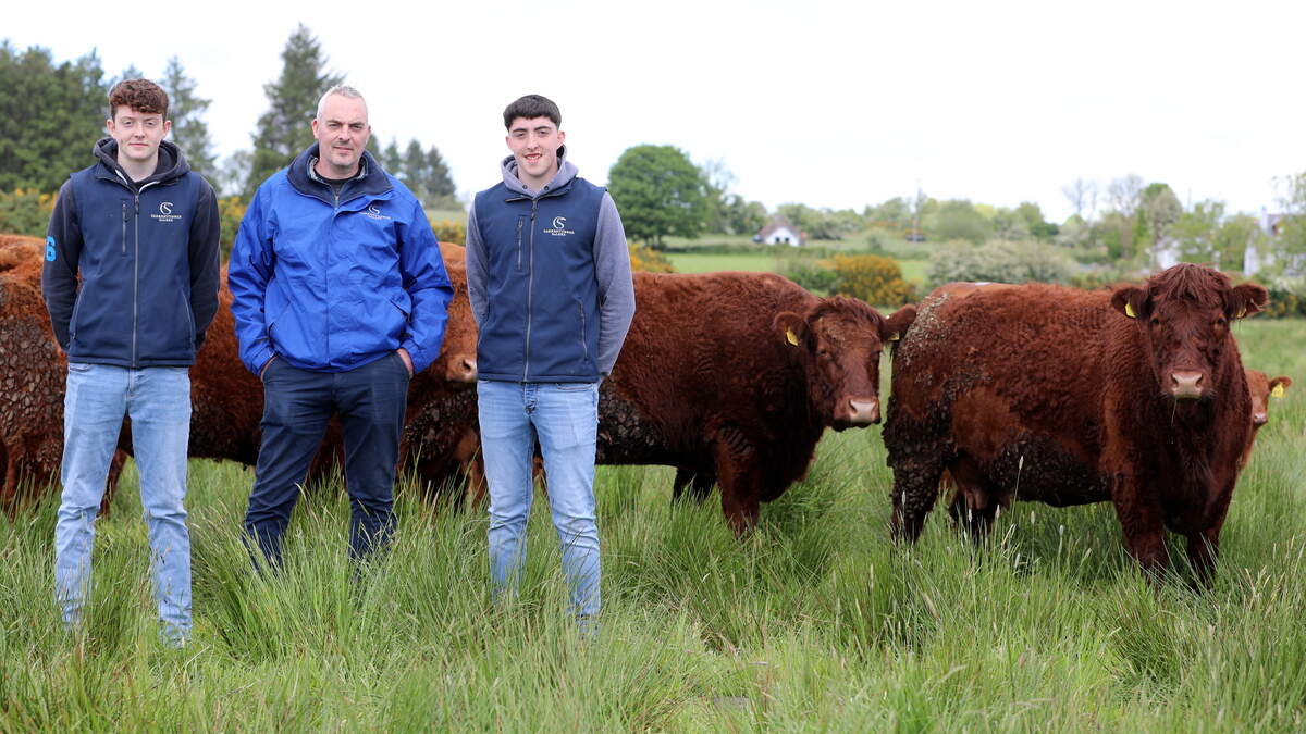 How venturing into polled Salers has opened up markets in the UK for this Sligo breeder