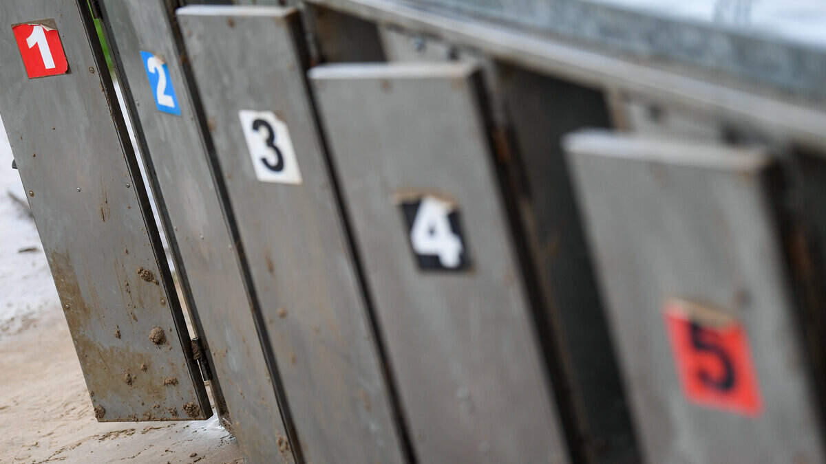 Heatwave-hit greyhound racing bounces back as Tralee Track stages nine-race programme