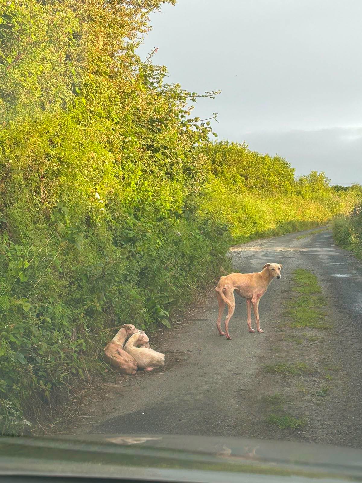 Teamwork saves three abandoned dogs found wandering on Galway roadside
