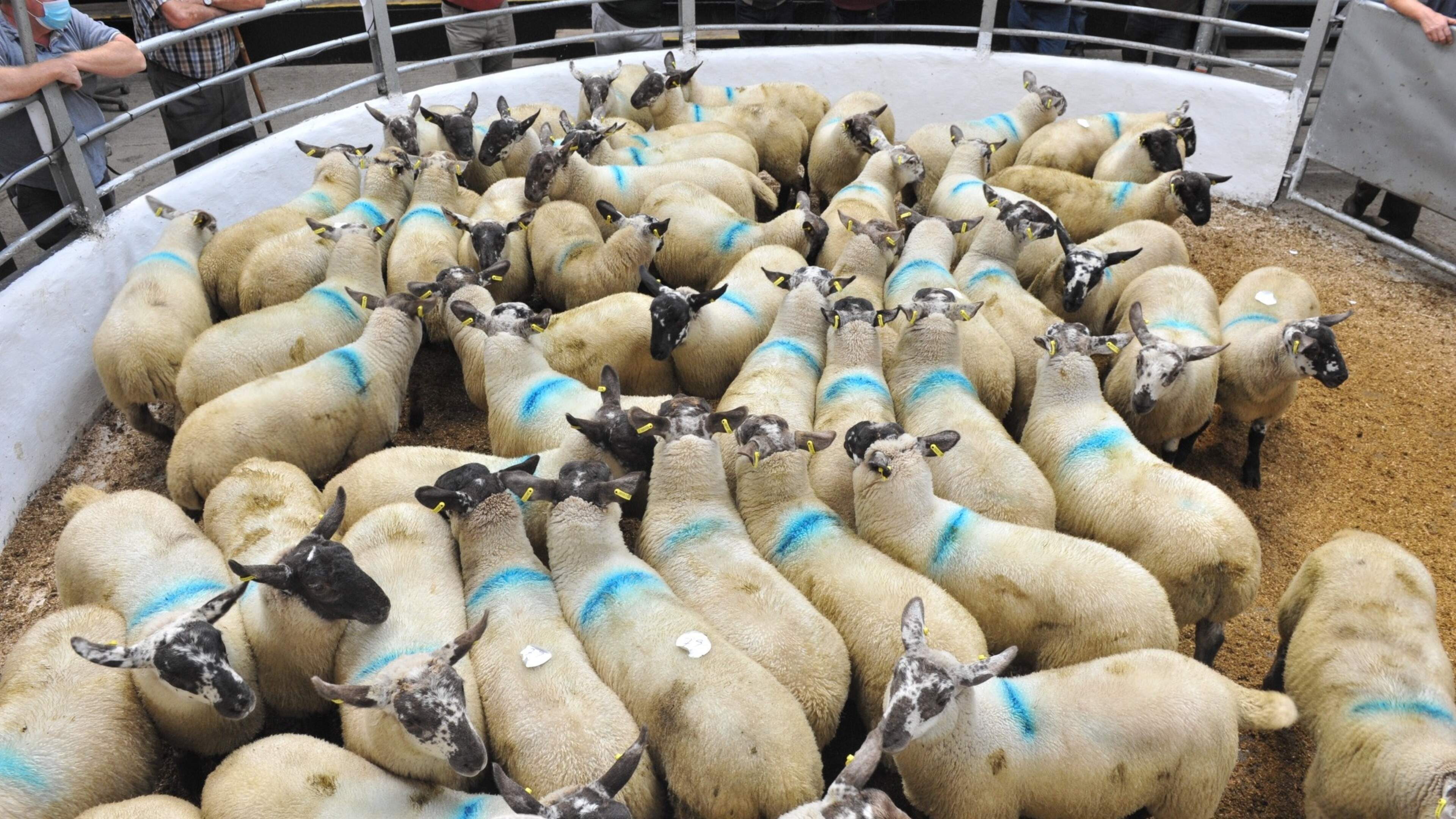 Factory cuts deepen as lamb trade comes under pressure