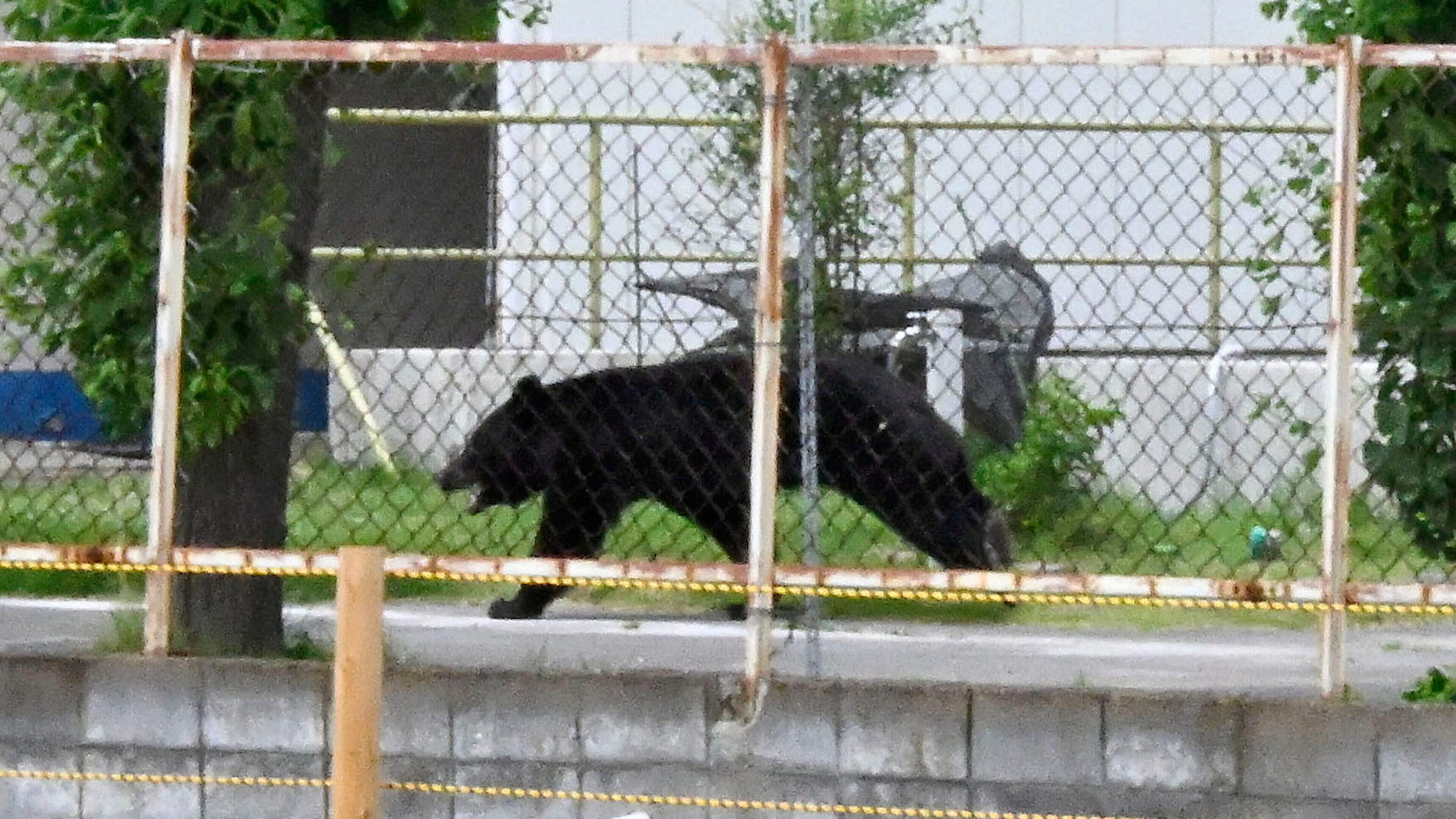 ‘Extremely intelligent’ bear shut inside factory escapes after opening locked window