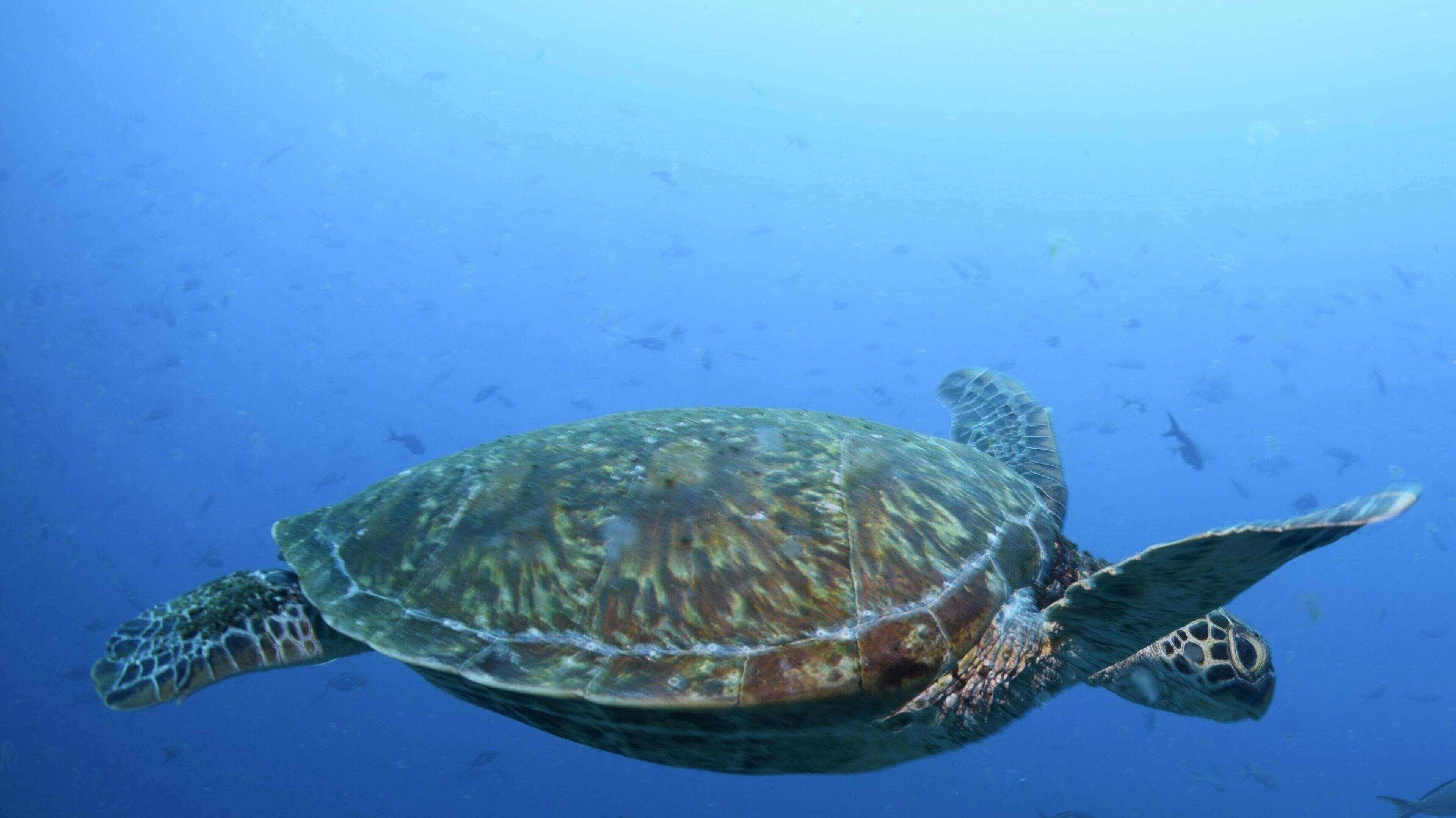 Stop sending spy turtles to snoop on us, China warns foreign governments