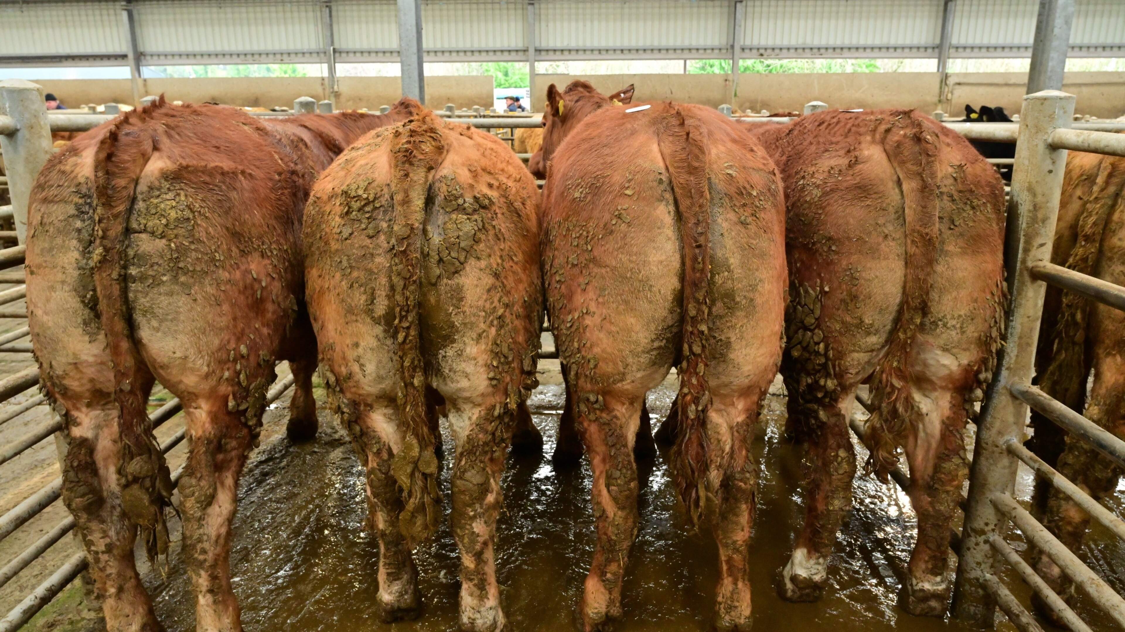 ‘Every bullock bought this year will die in debt’ – finisher