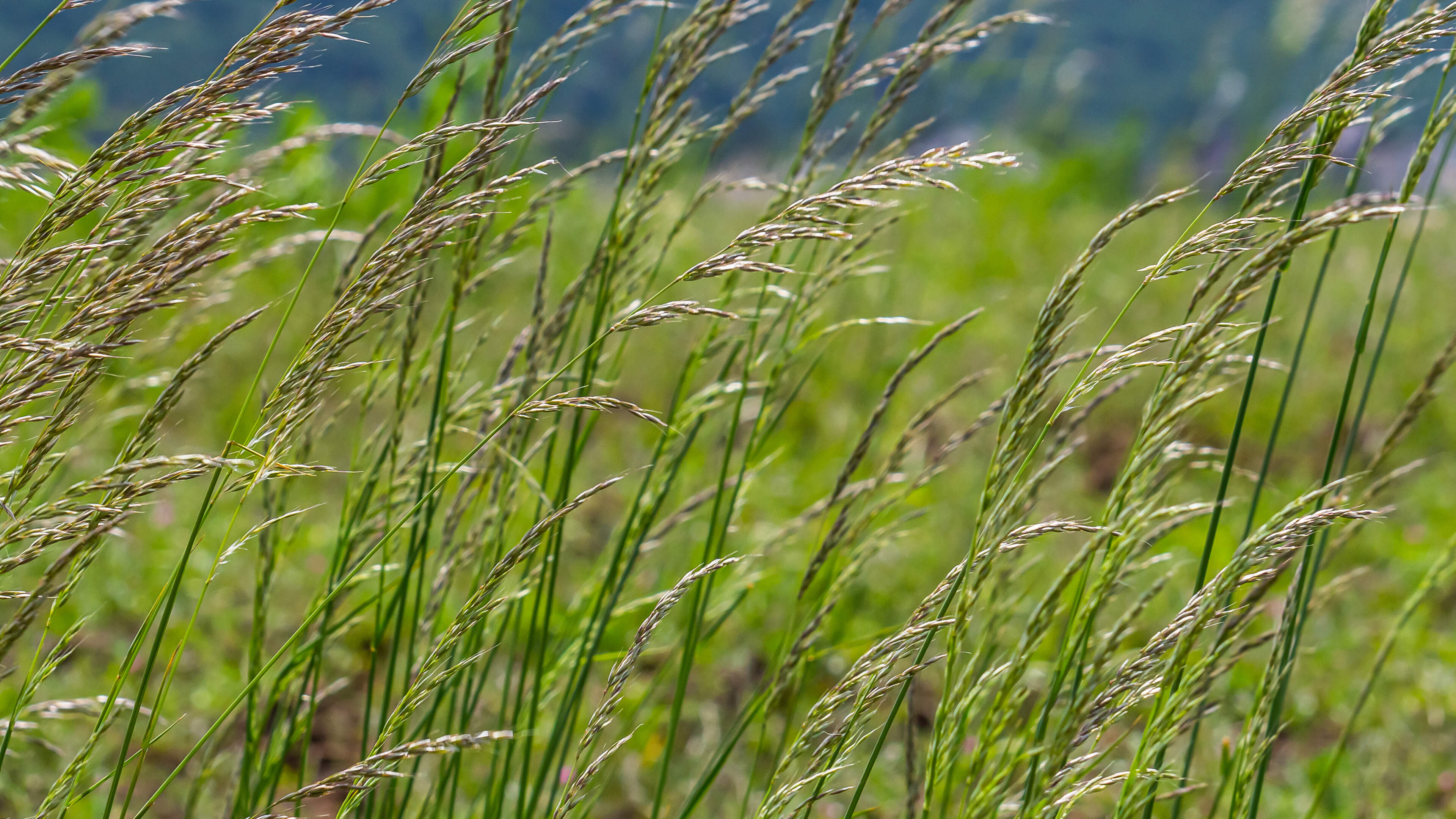 Ireland’s greenest councils revealed – as well as those that must do better