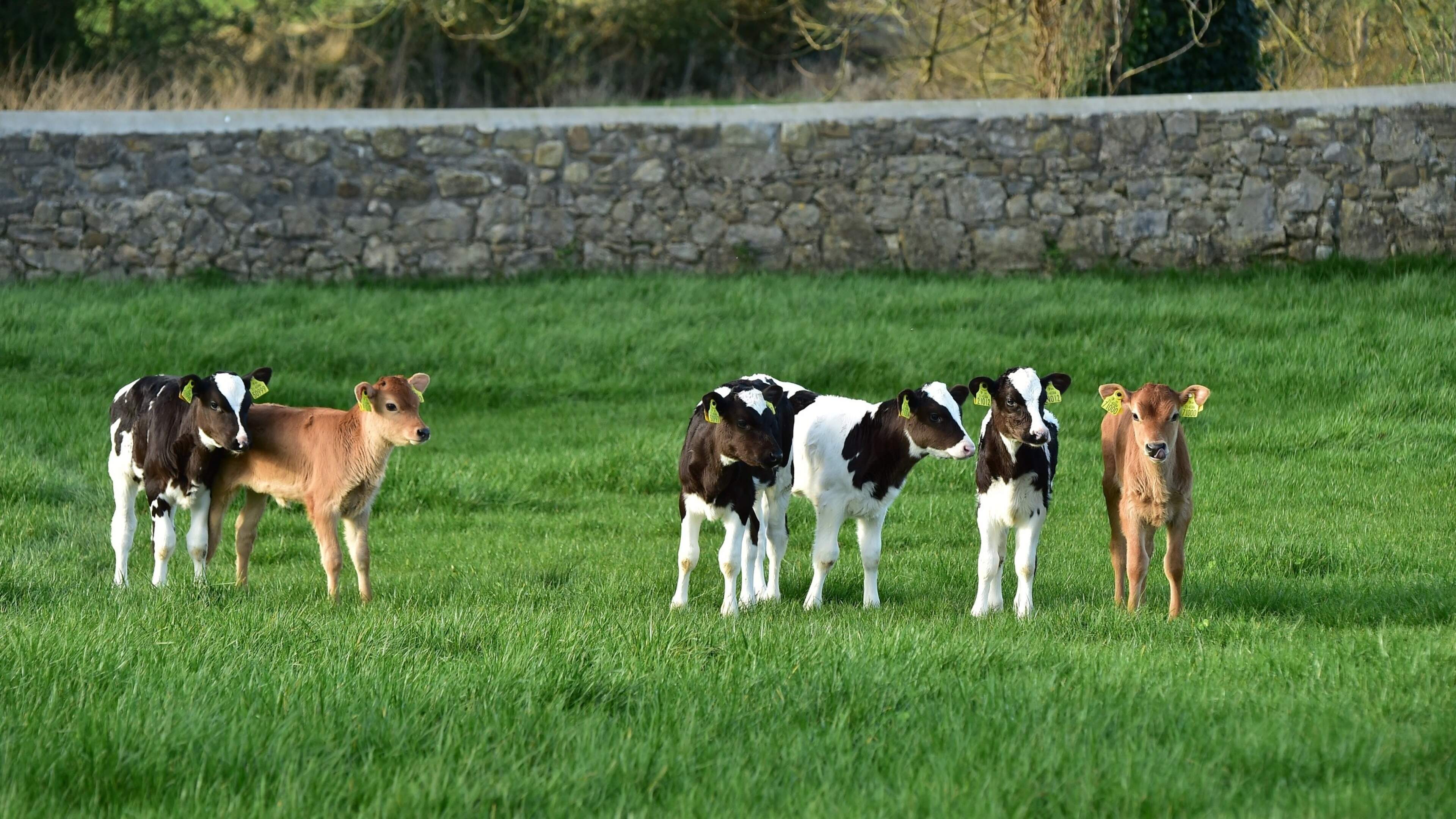 One in five dairy heifers never calve — the hidden crisis on Irish farms