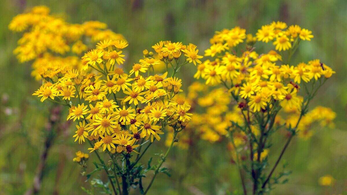 Farmers encouraged to consider environmental benefits of ragwort ...