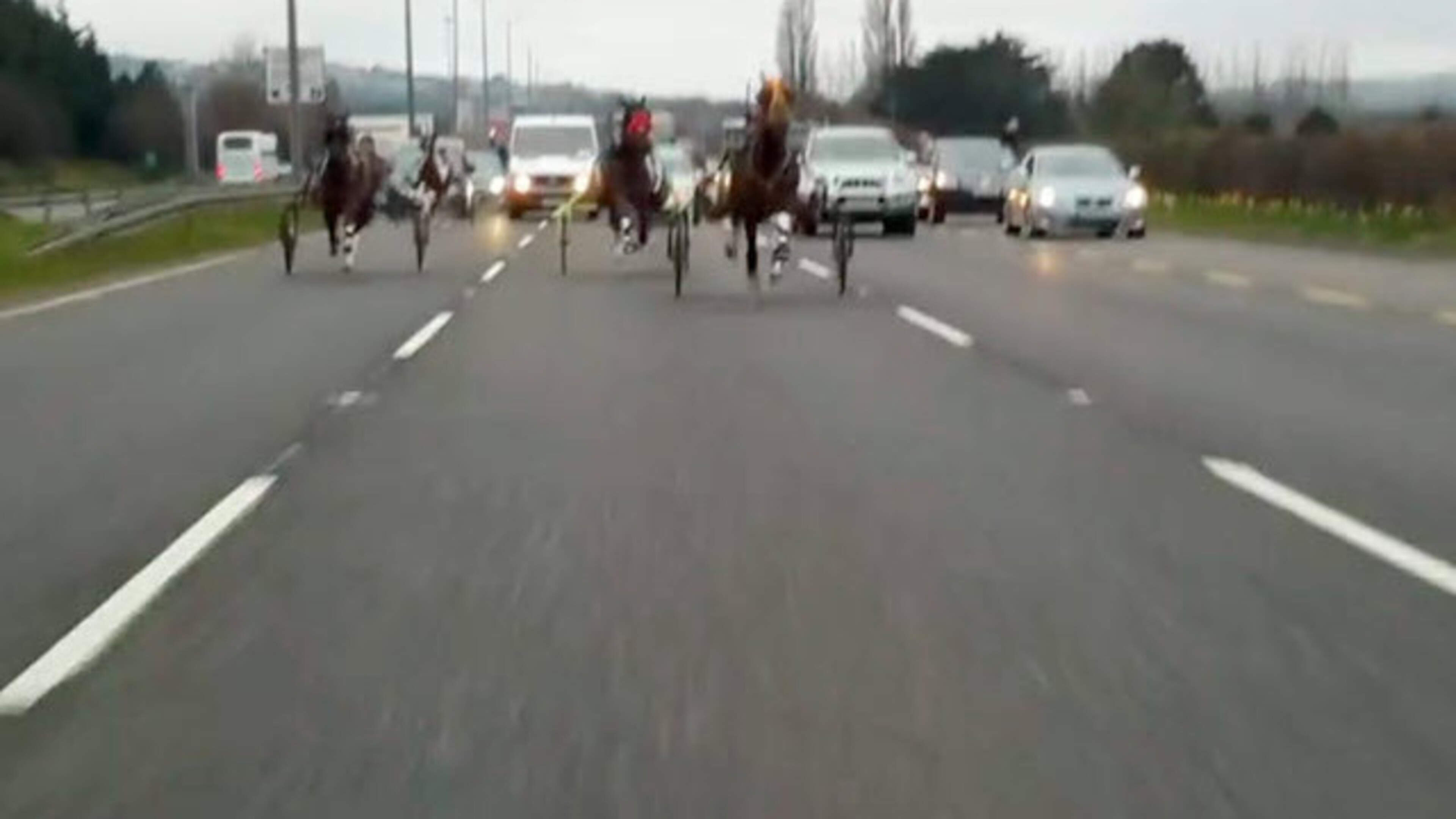 Calls grow in Limerick for sulky racing ban amid ‘catastrophic’ risks - ‘a road is not a racetrack’