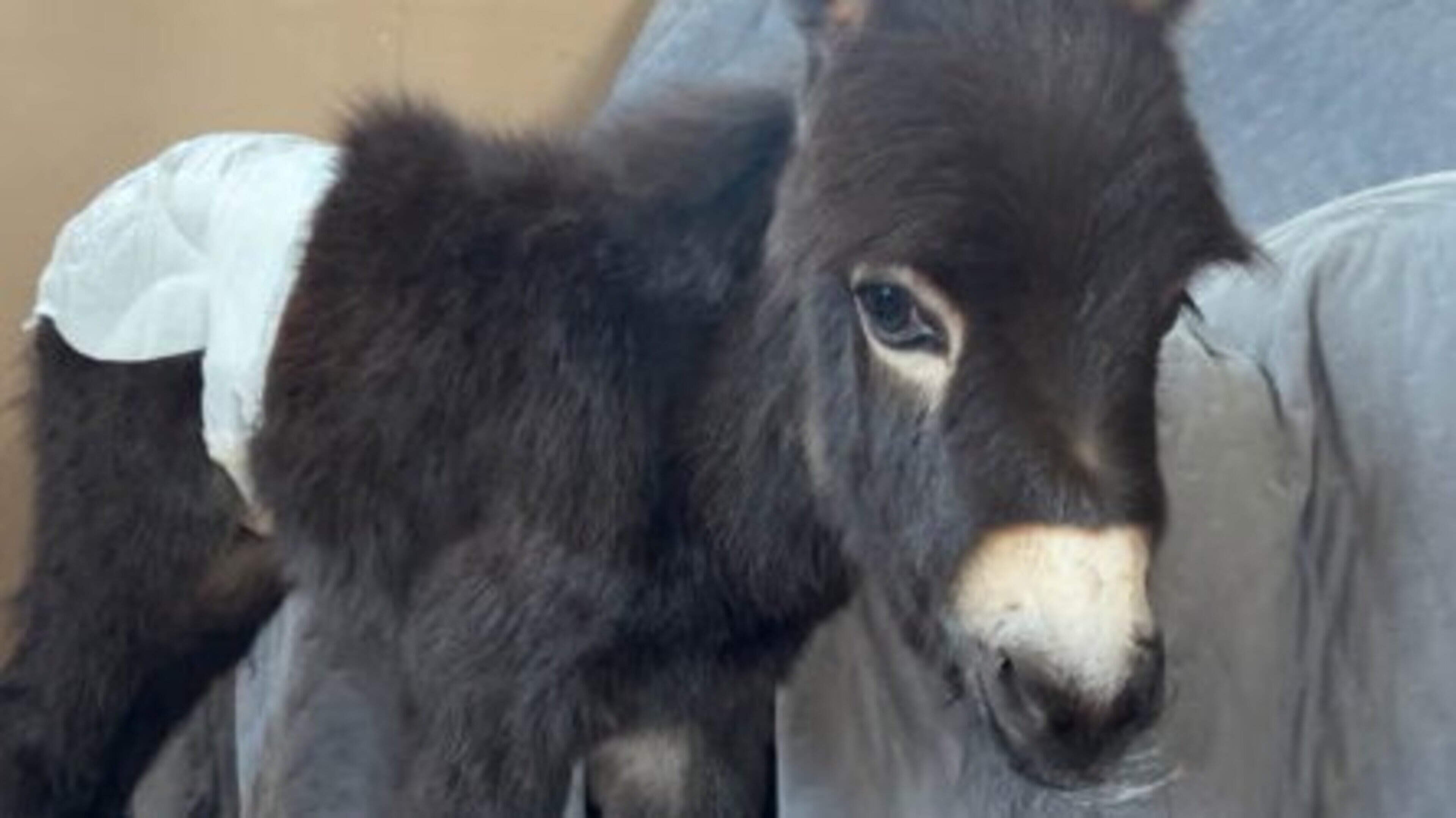 Beloved family donkey HeeHaw is shot and killed by police