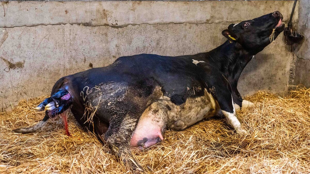 The unsung hero of spring – caring for the cow after calving | Irish ...
