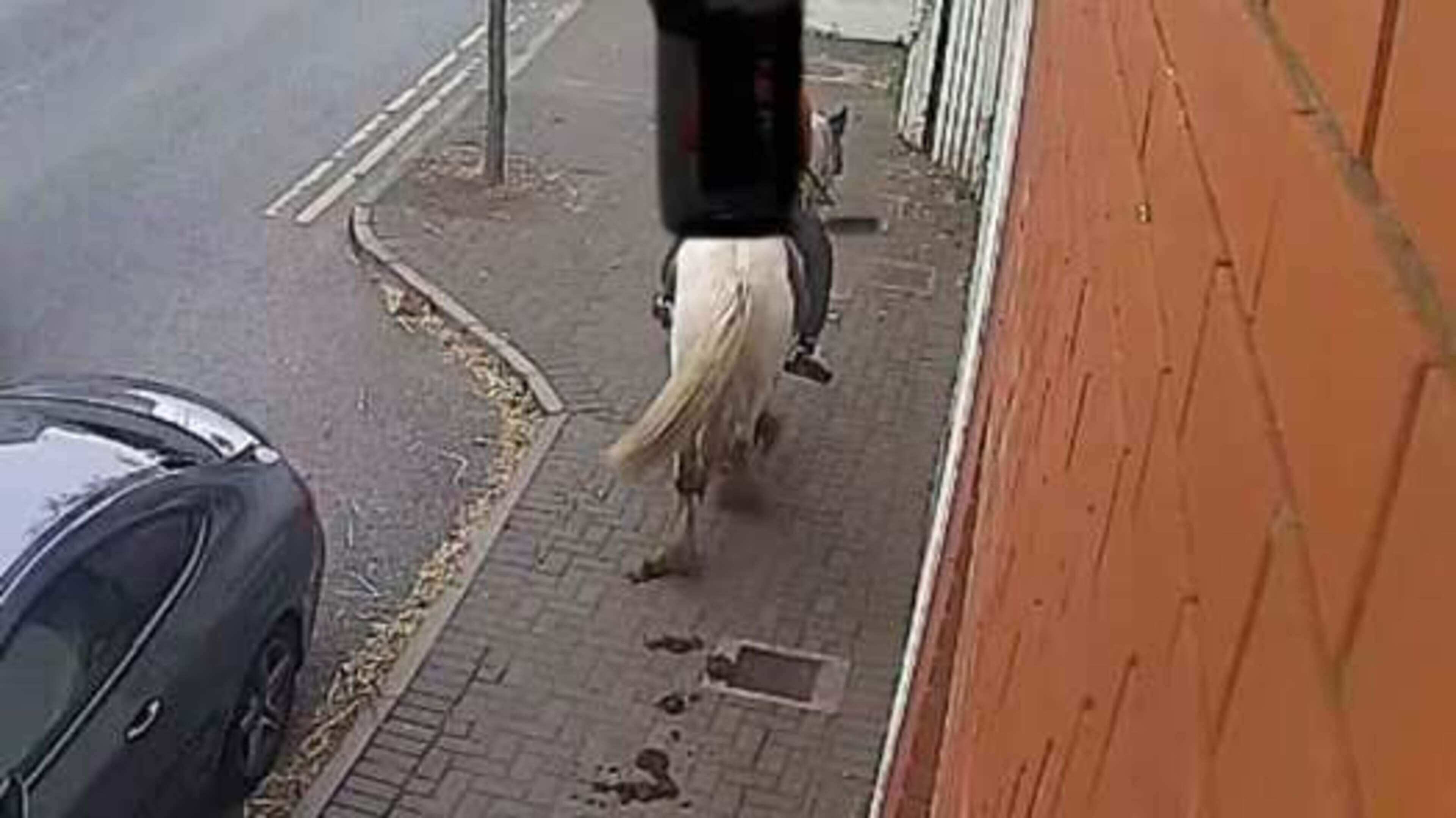 Teenage horse owner urged to clean up horse faeces outside Duleek crèche