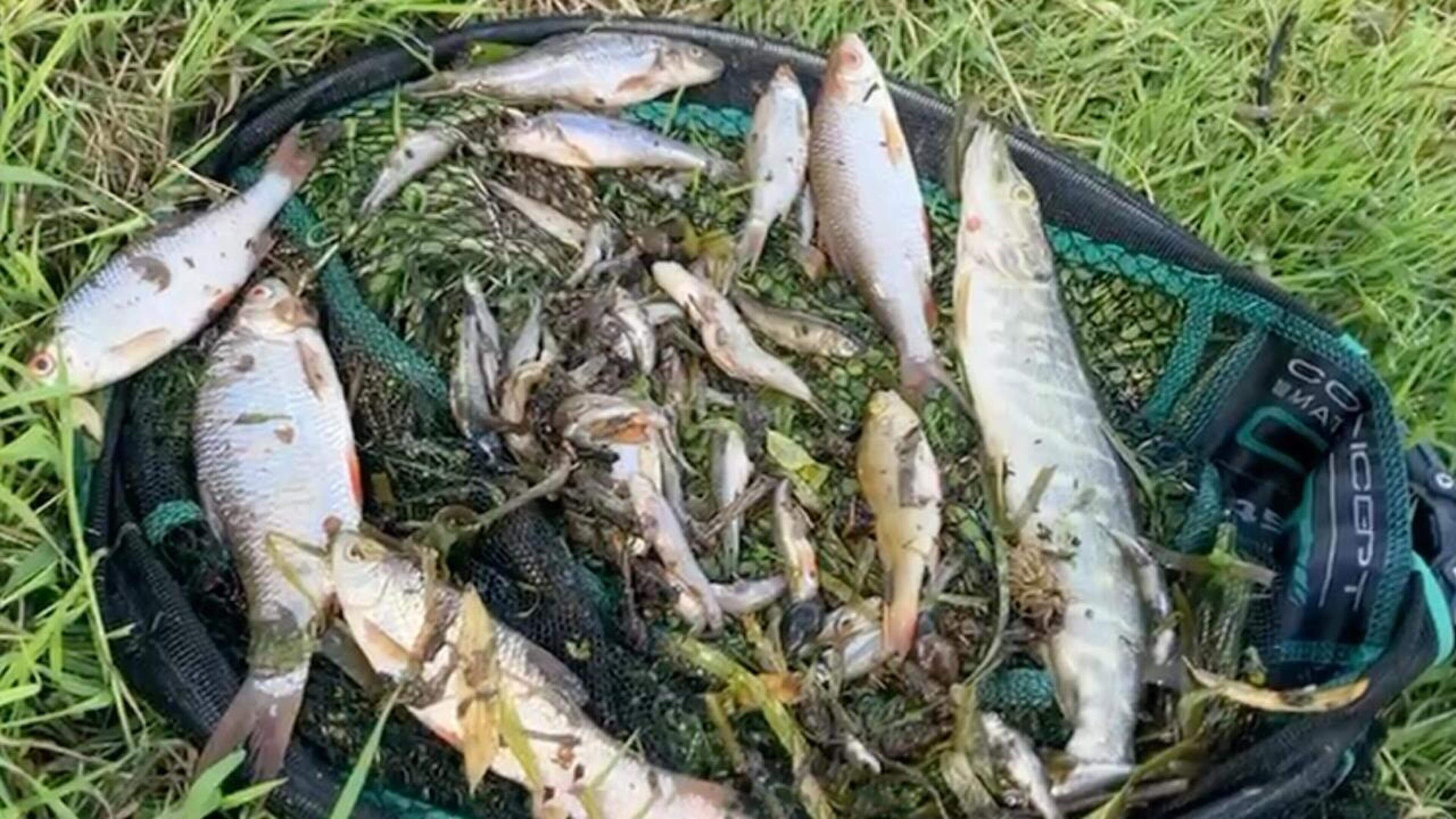 Perpetrator of shocking Glyde river fish kill likely to face prosecution as DPP considers IFI file