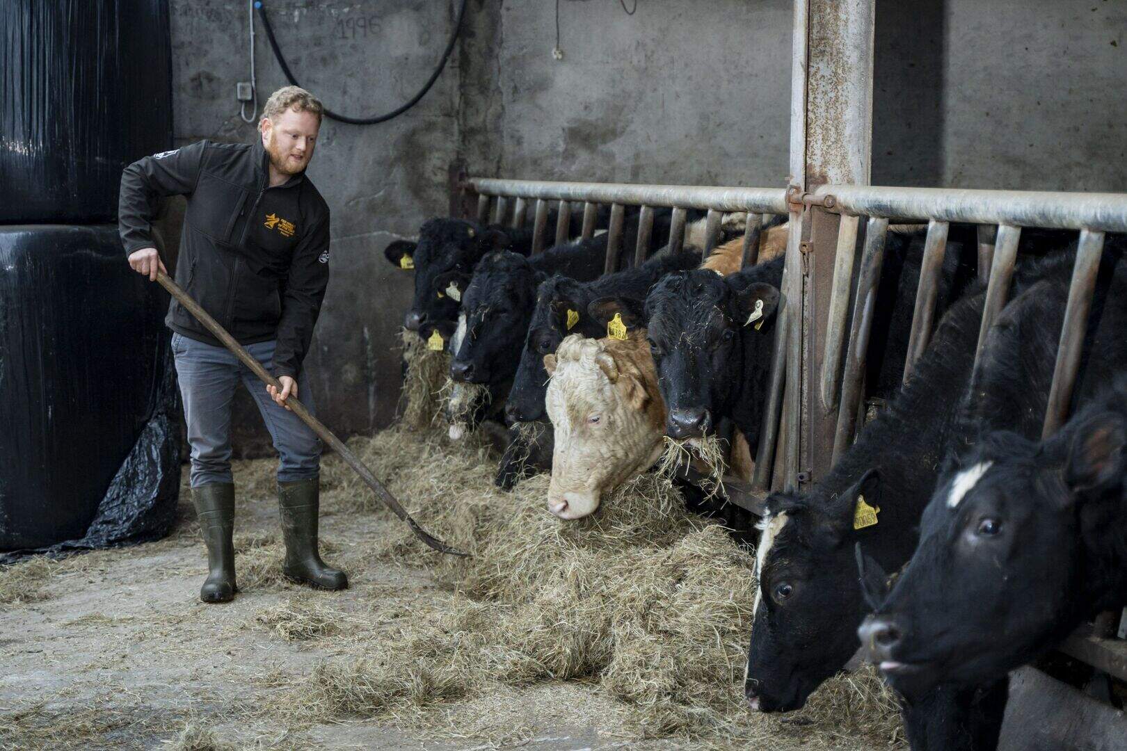 Meet the award-winning Limerick farmer bringing the goat sector to the ...