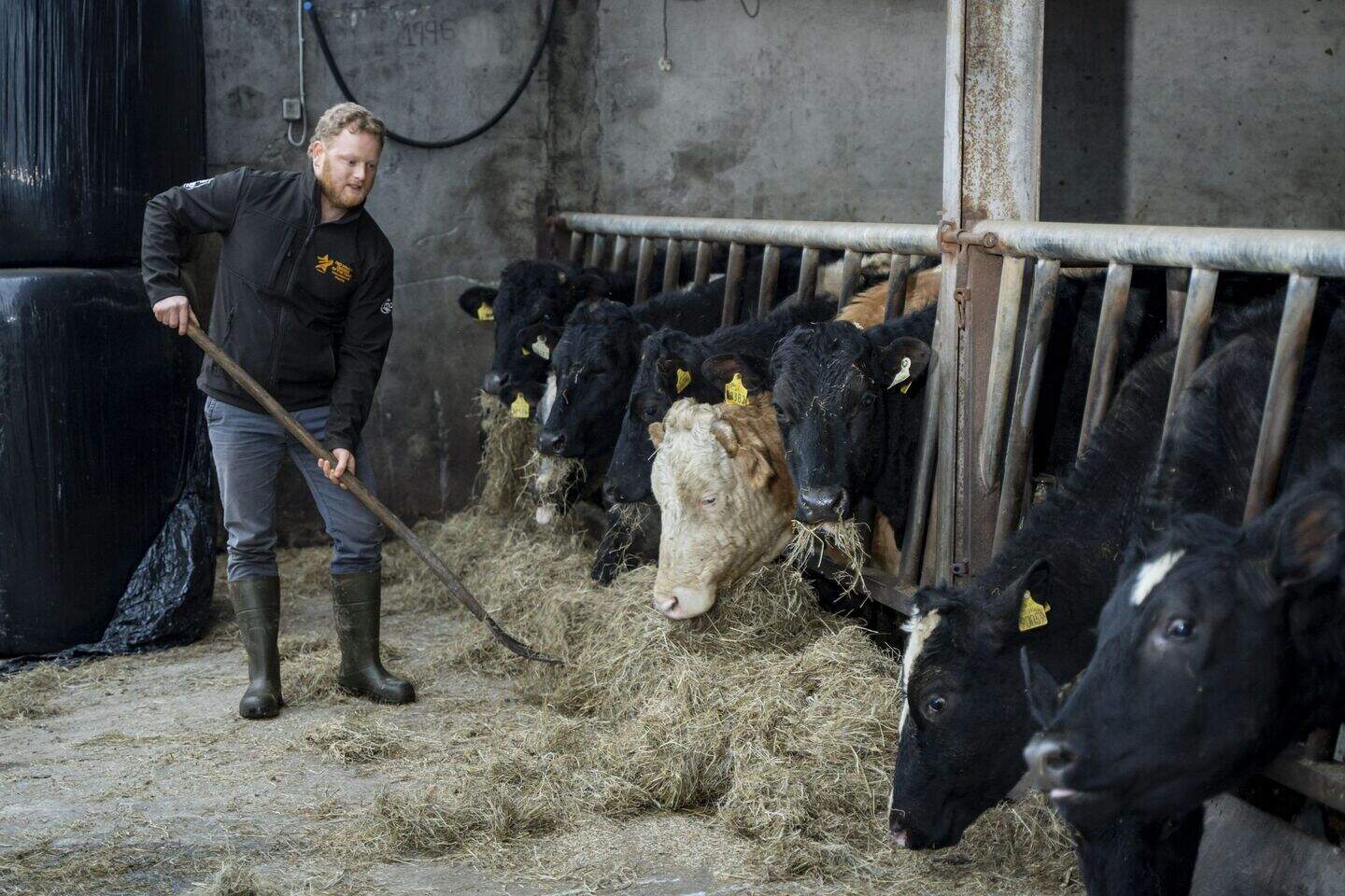 Meet the award-winning Limerick farmer bringing the goat sector to the ...