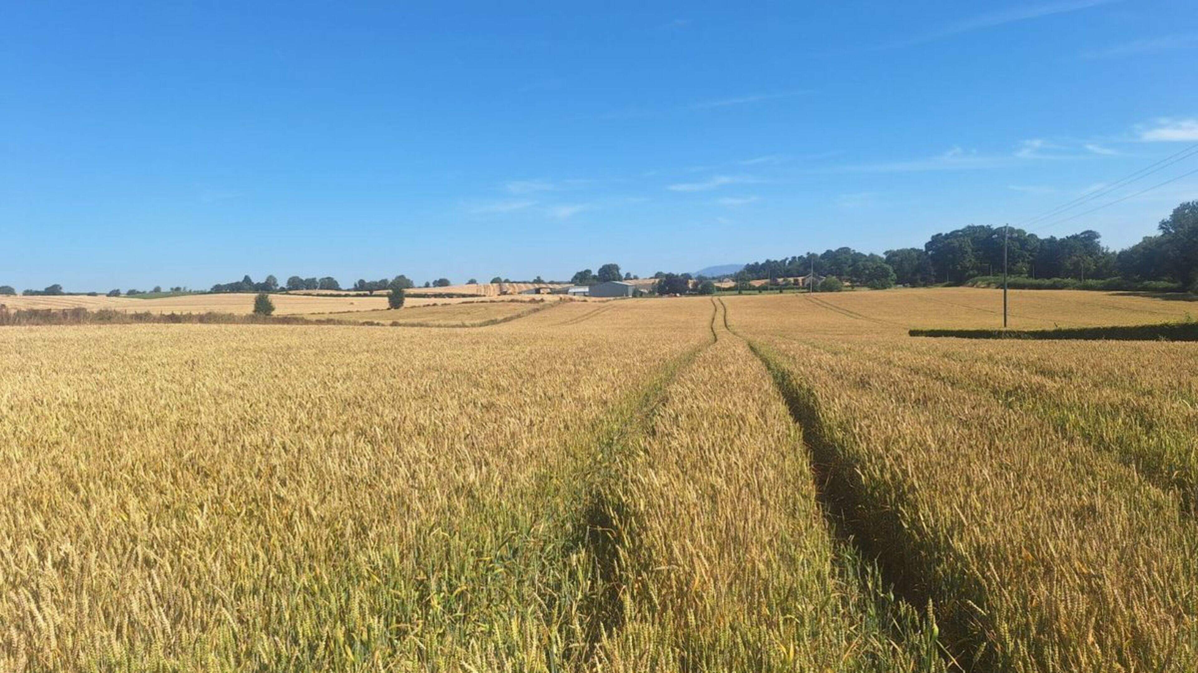 Louth agricultural land for sale near Tallanstown goes on the market for €400,000