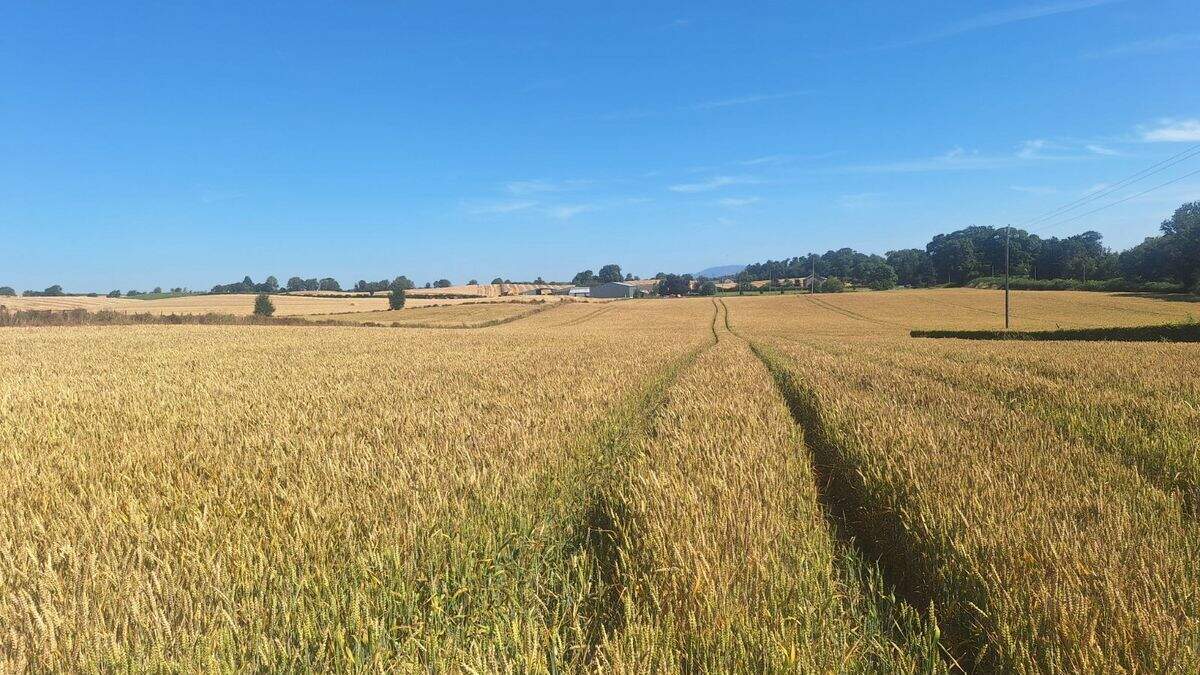 Louth agricultural land for sale near Tallanstown goes on the market for €400,000