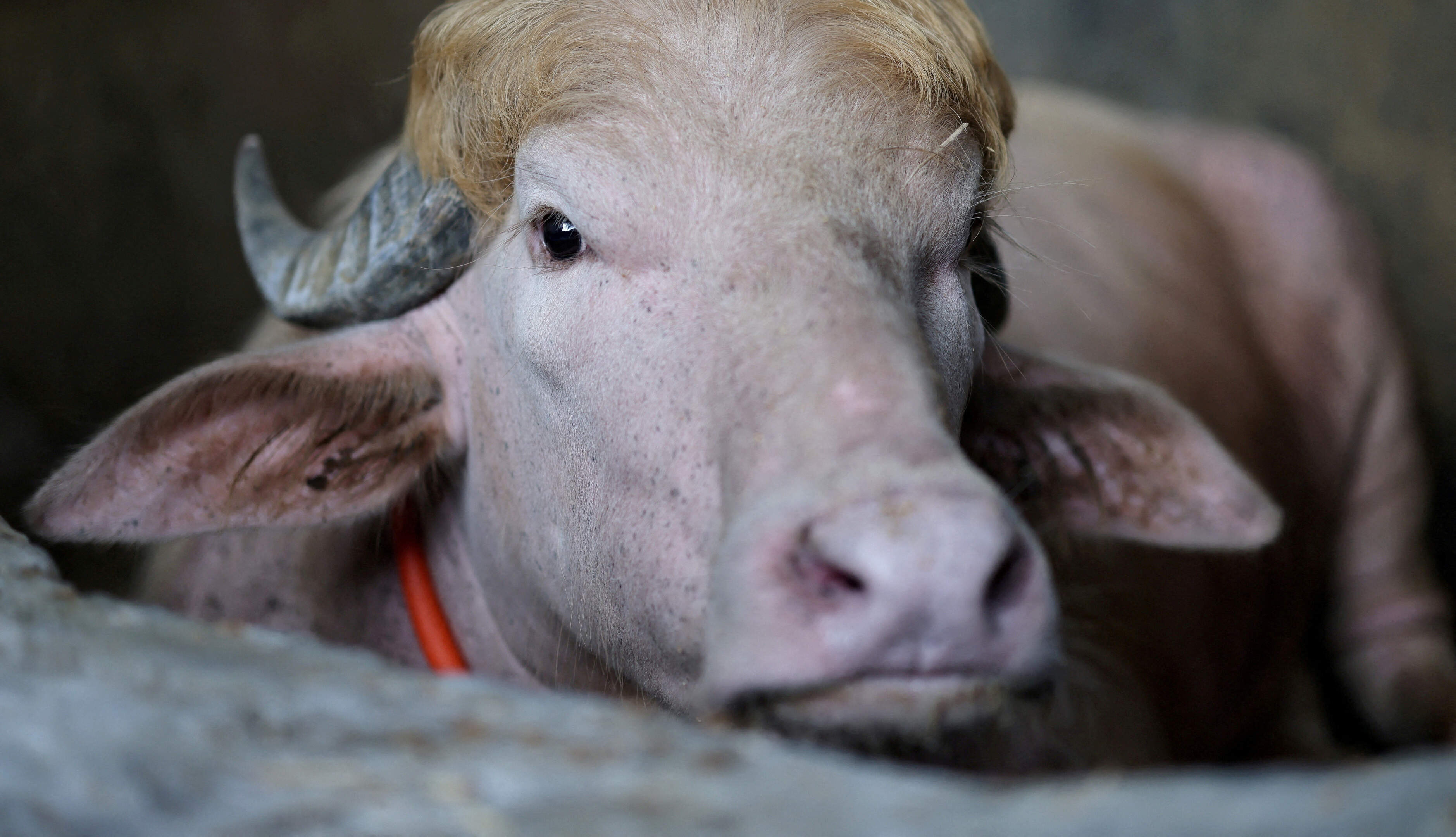 Buffalo saved from sacrifice ‘because it looks like Donald Trump’