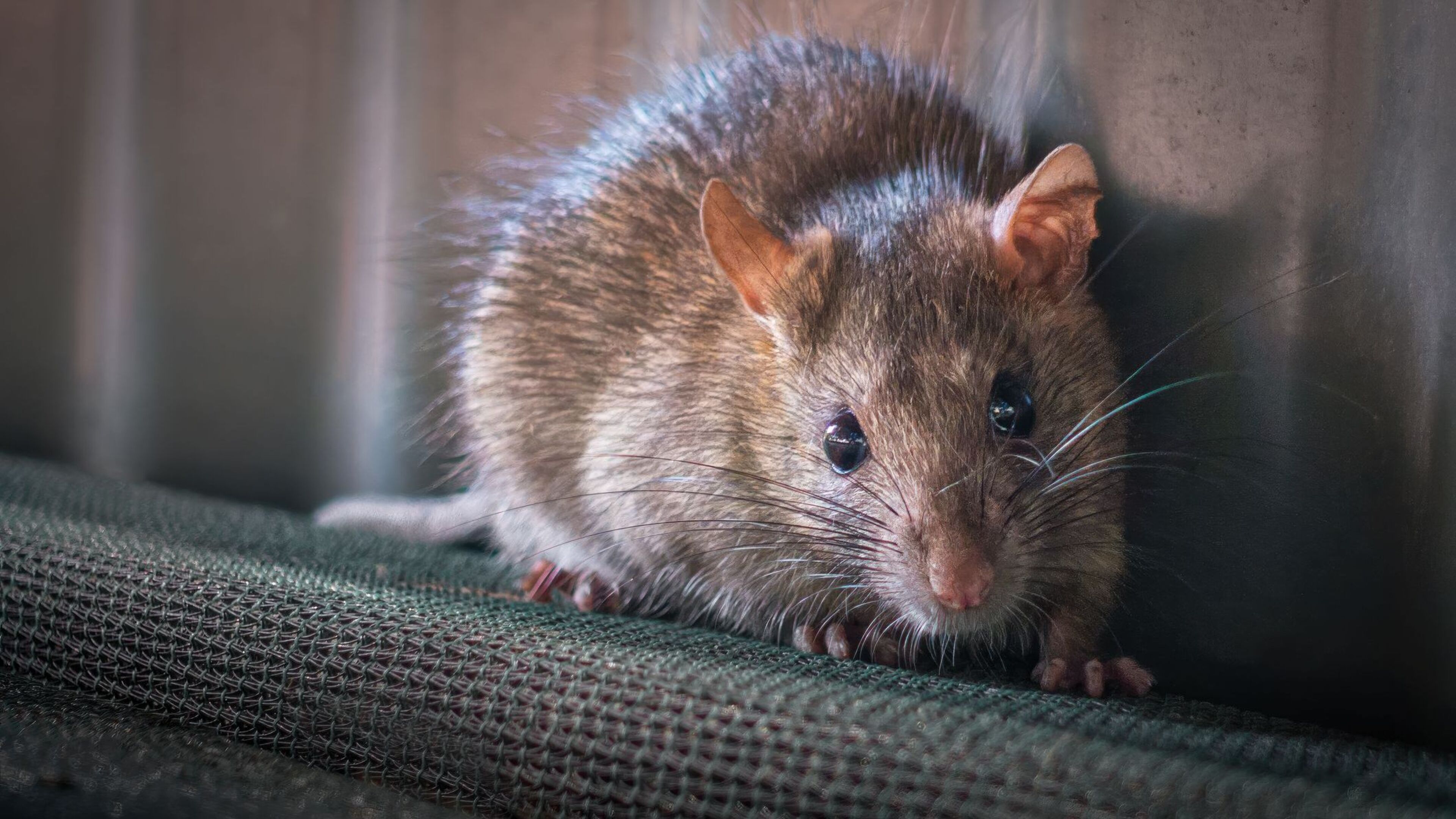 Rodent issues on the rise as Louth council urged to assist tenants facing pest problems