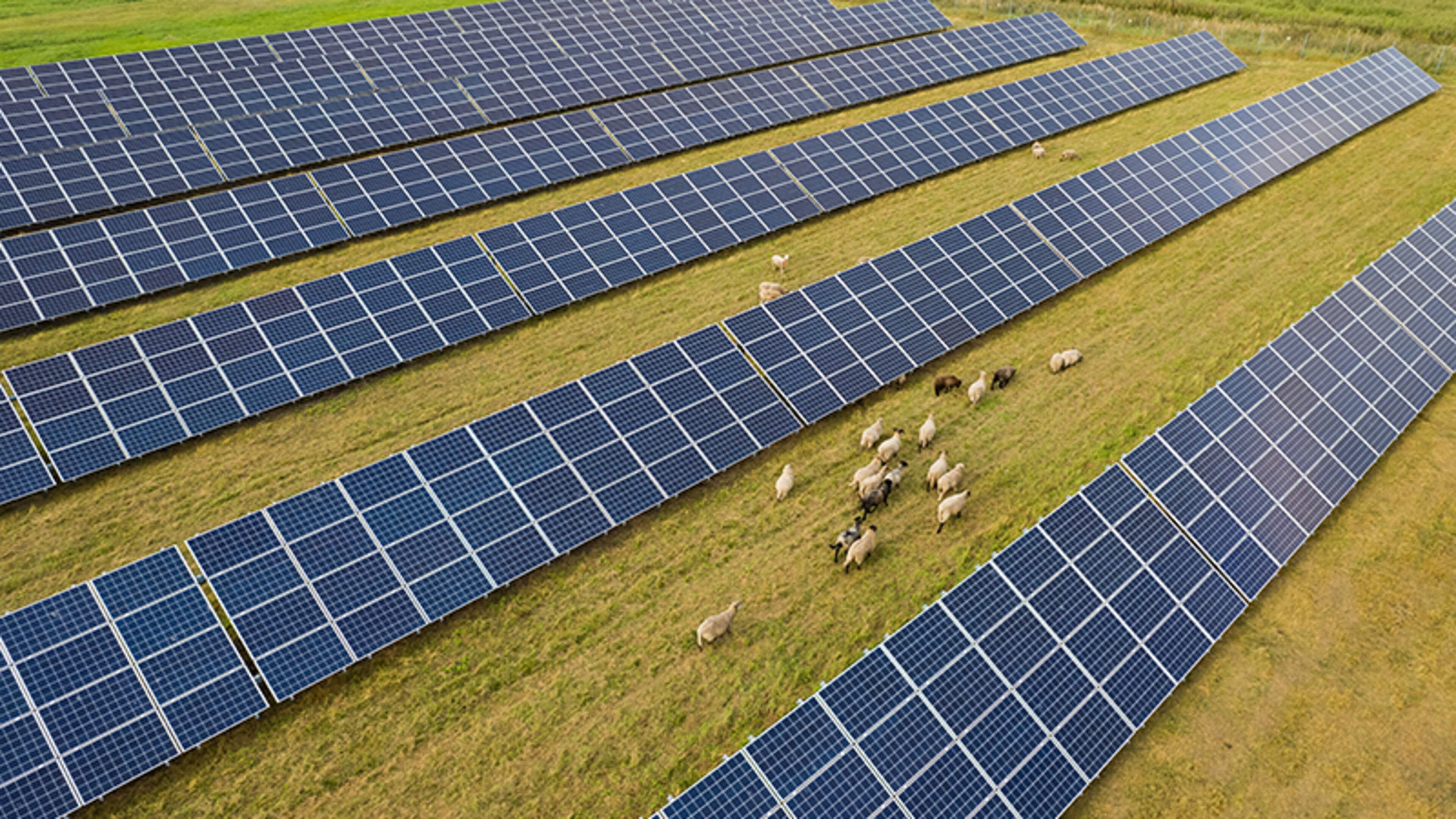 Residents warn Westmeath solar farm could be ‘truly devastating’ for local scenery and wildlife