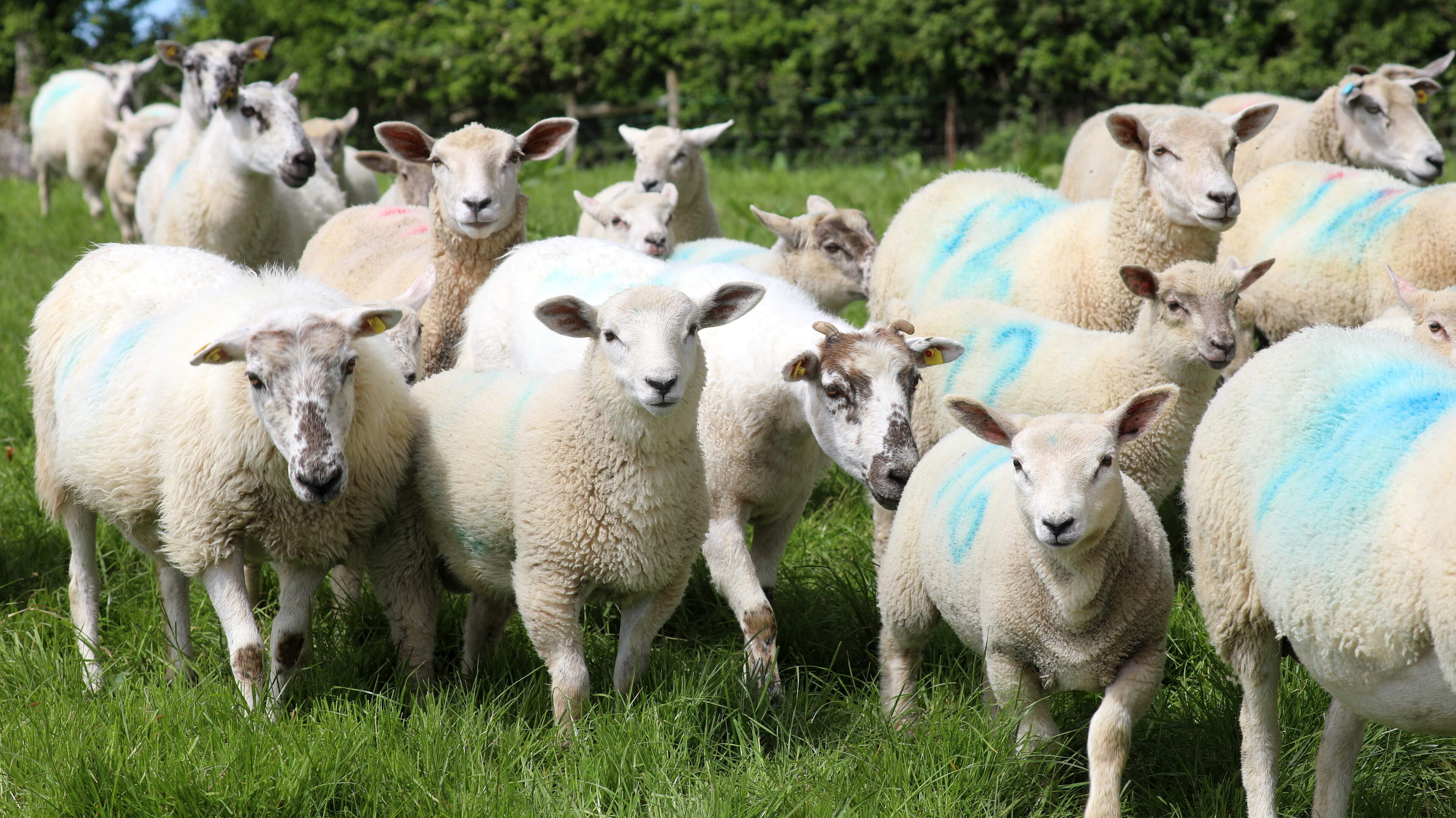 Christmas comes early for sheep farmers as lamb trade surges