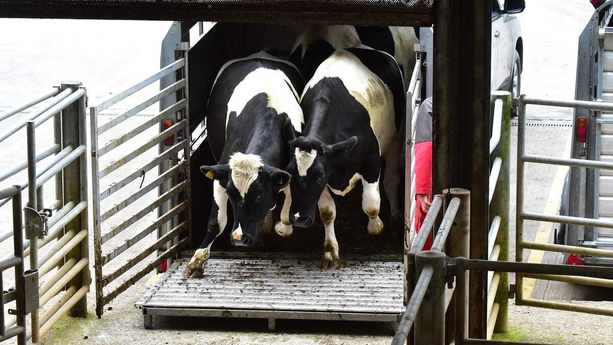 Beef prices rising as factory resistance begins to crack