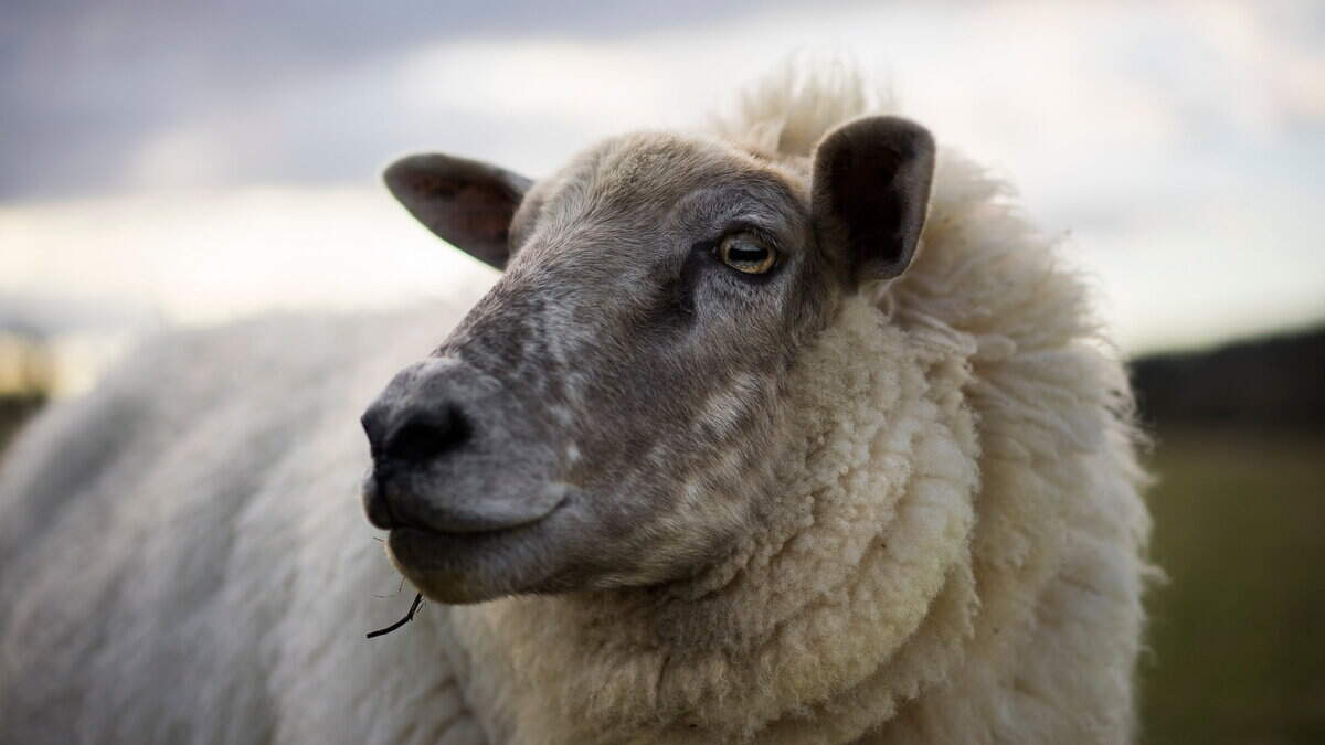 ‘Worst yet to come’ as UK bluetongue outbreak expected to peak in September