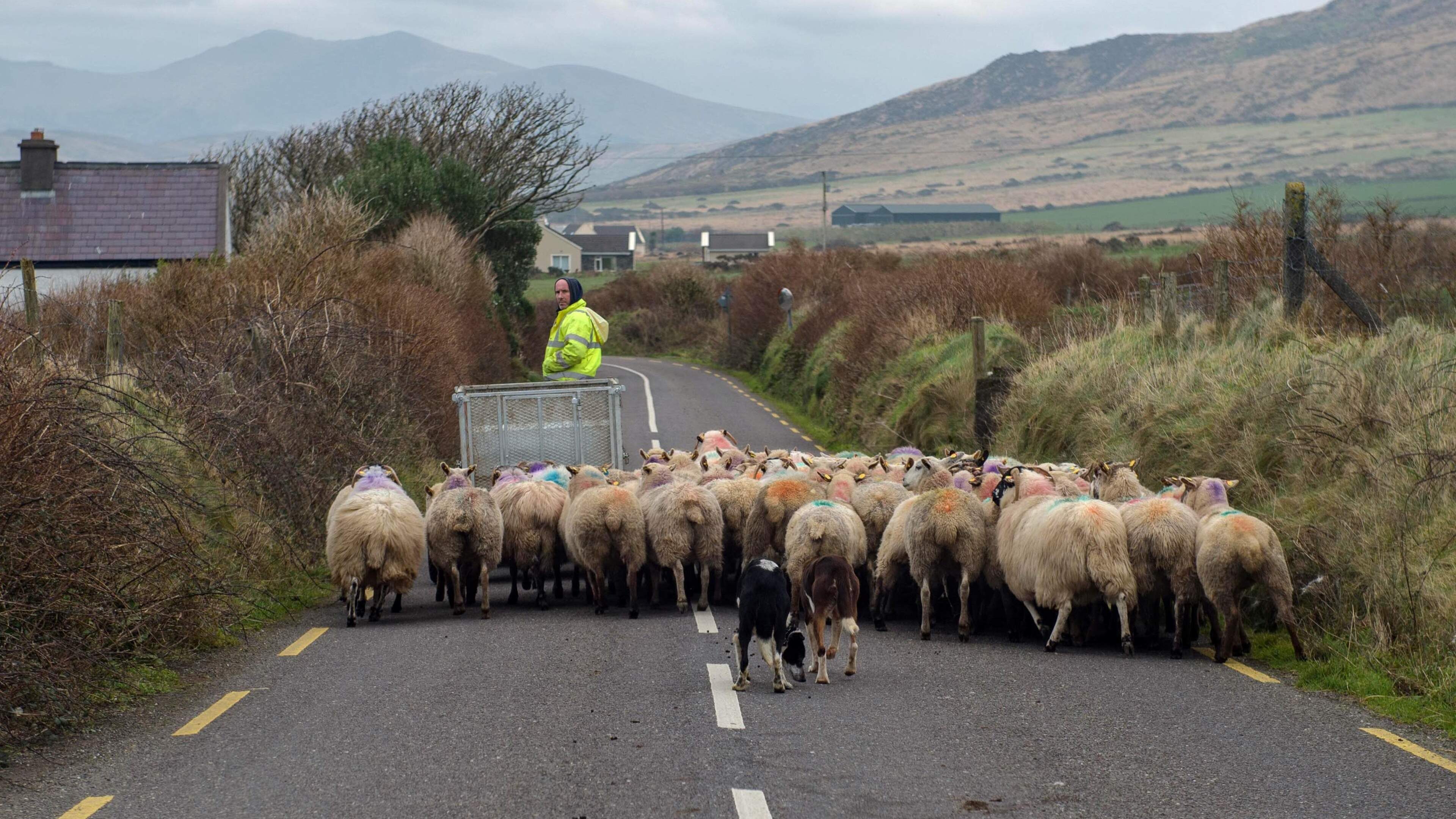 Ireland’s organic success story masks growing profitability concerns