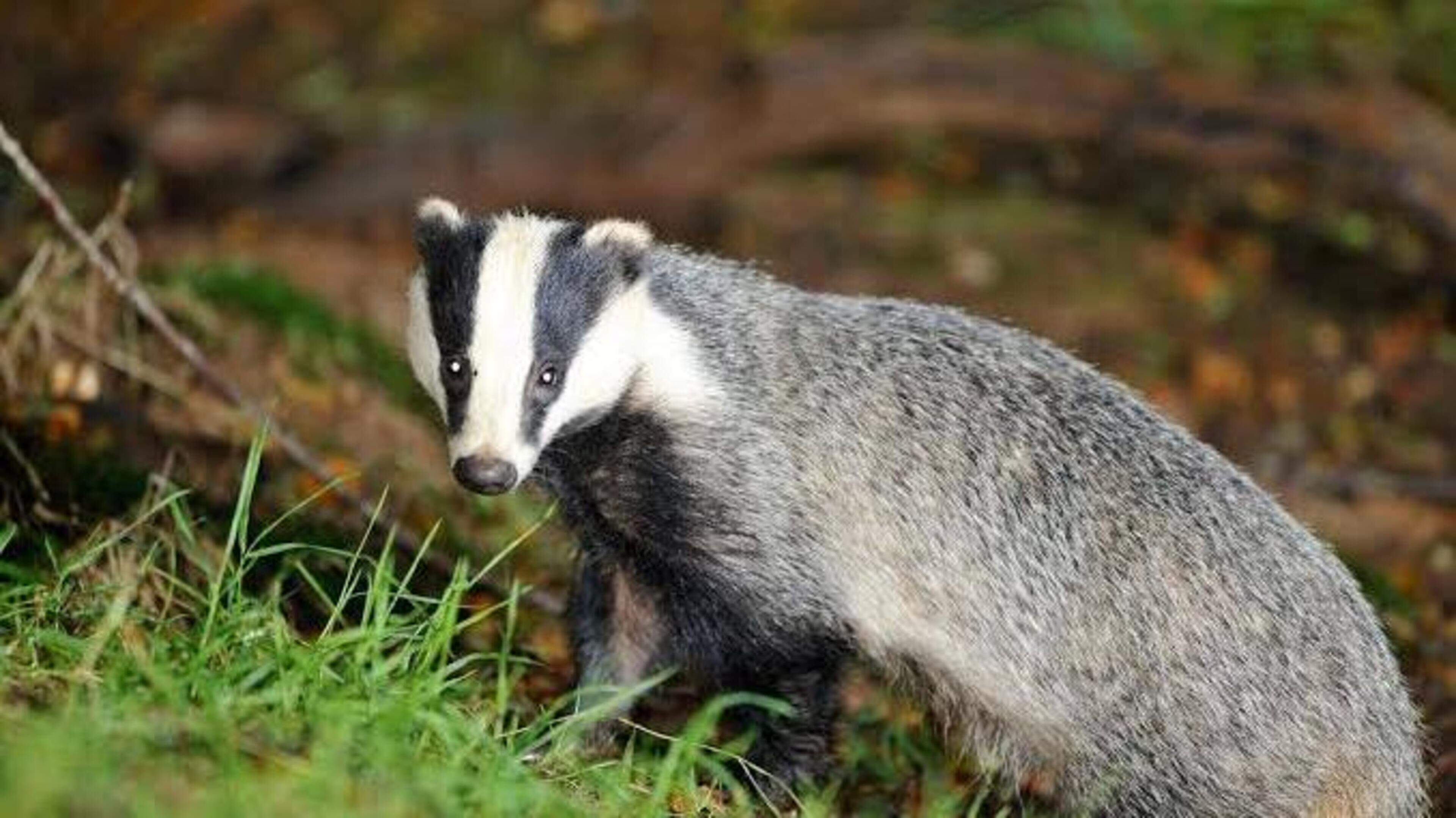 Kerry badger culls jump almost 50 per cent since 2021
