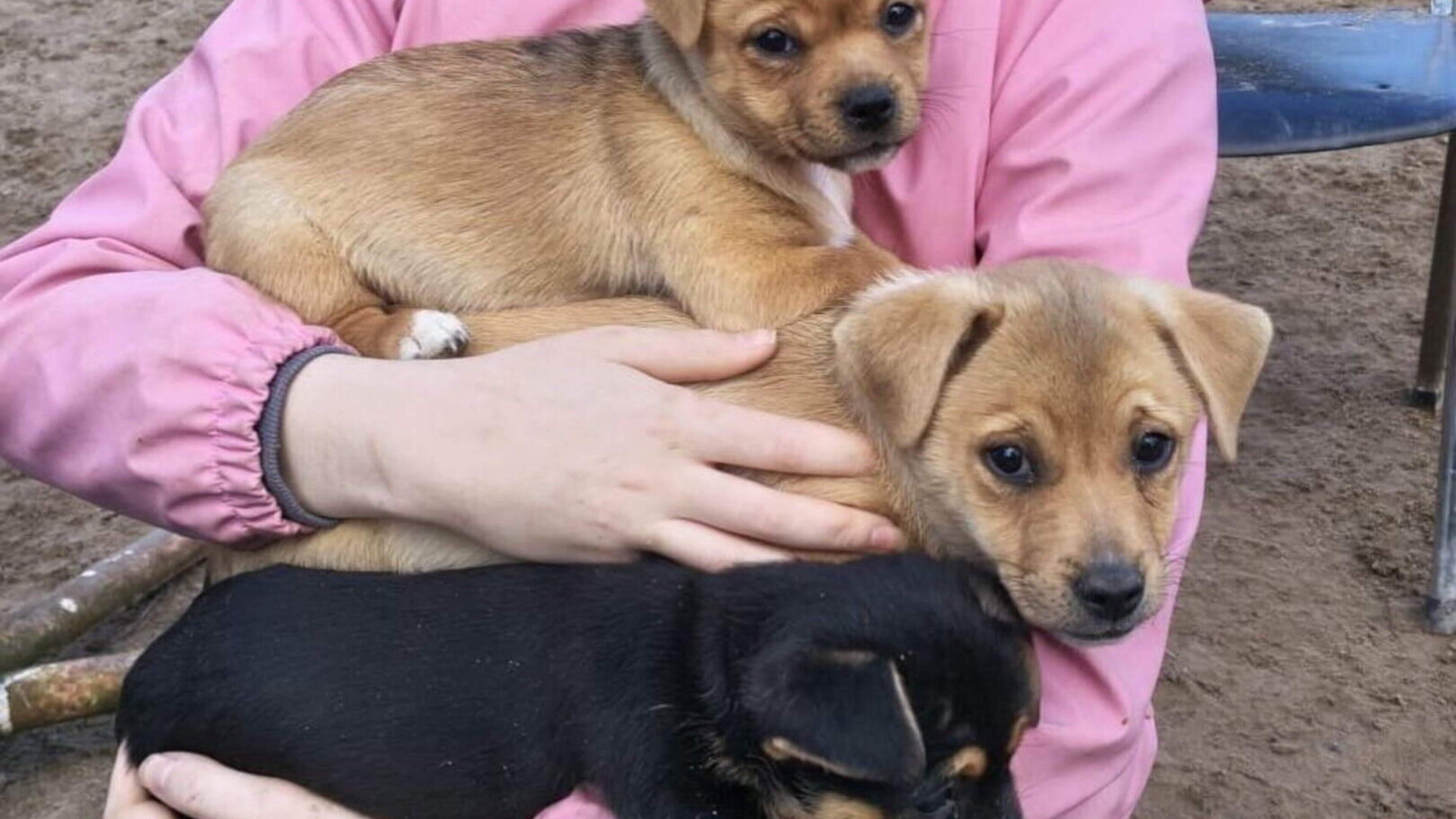 Wexford animal charity's exciting new chapter ‘imminent’ as they prepare to move into central rescue hub 