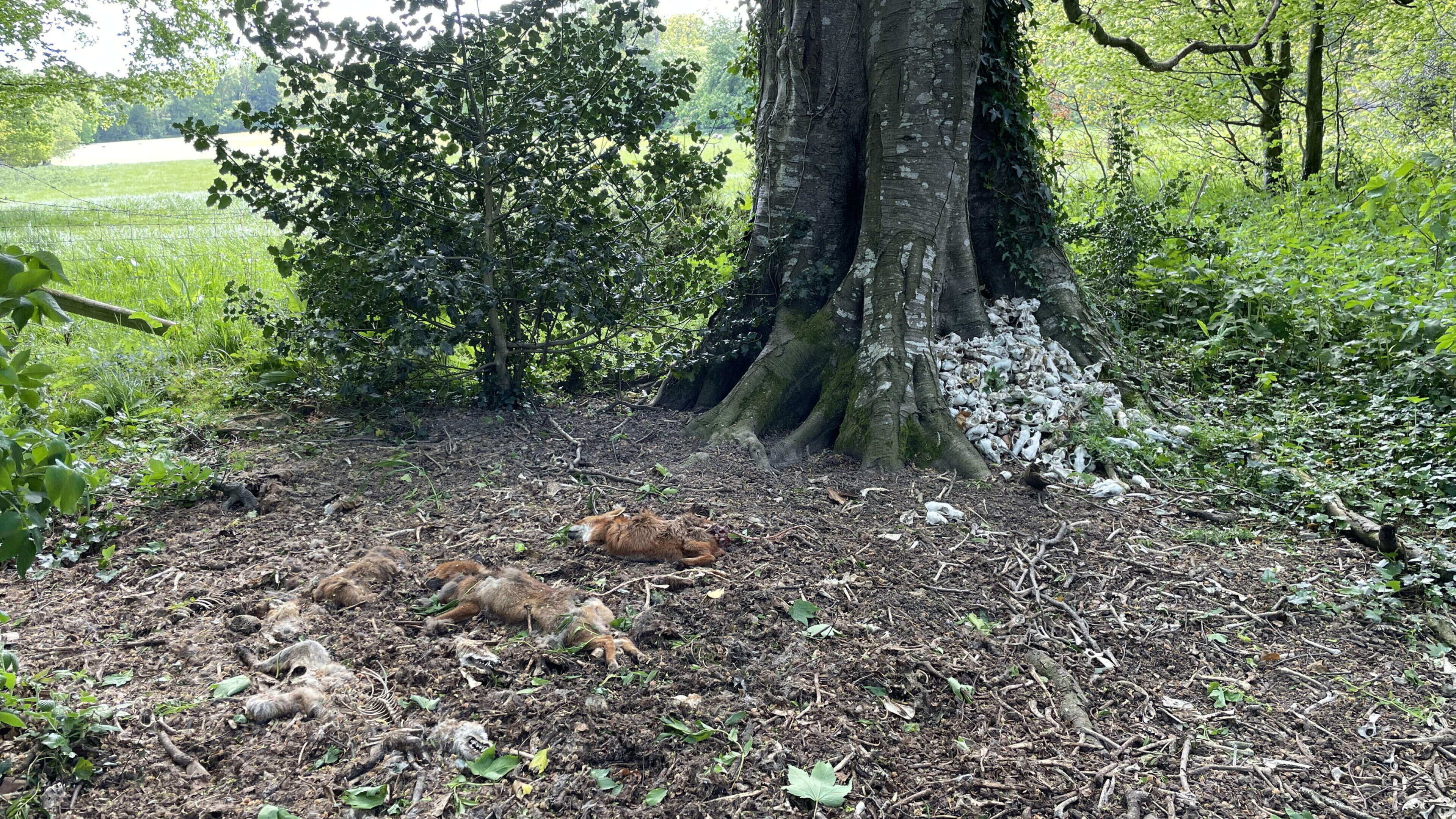 Shock as fox carcasses and mound of skulls found near Killruddery House public trails in Wicklow