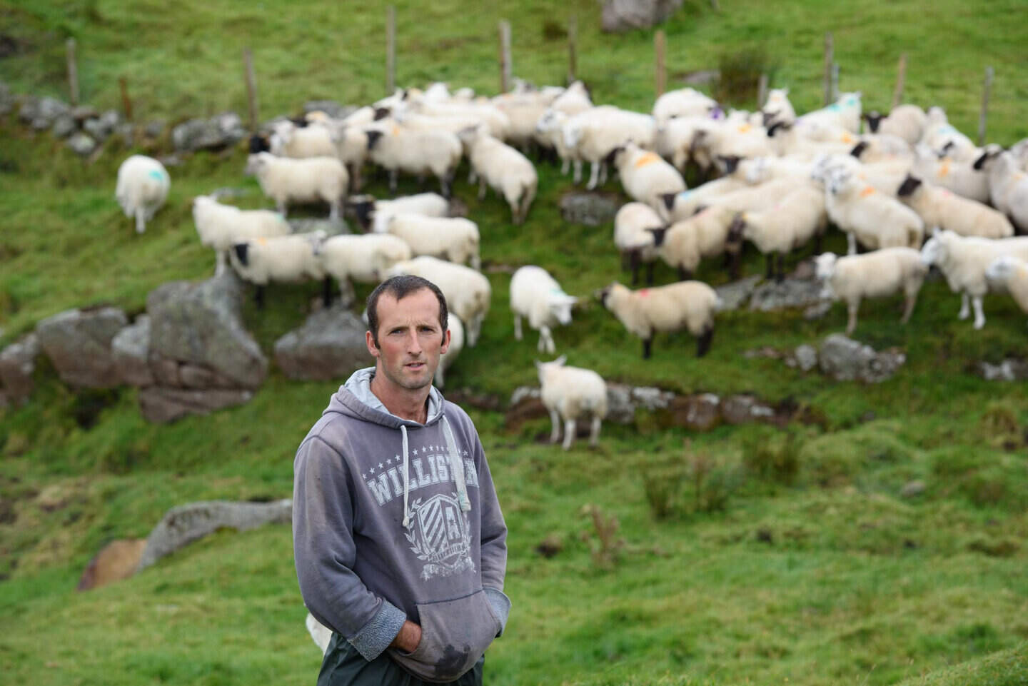 How these Donegal brothers grew their flock and are selling their own ...