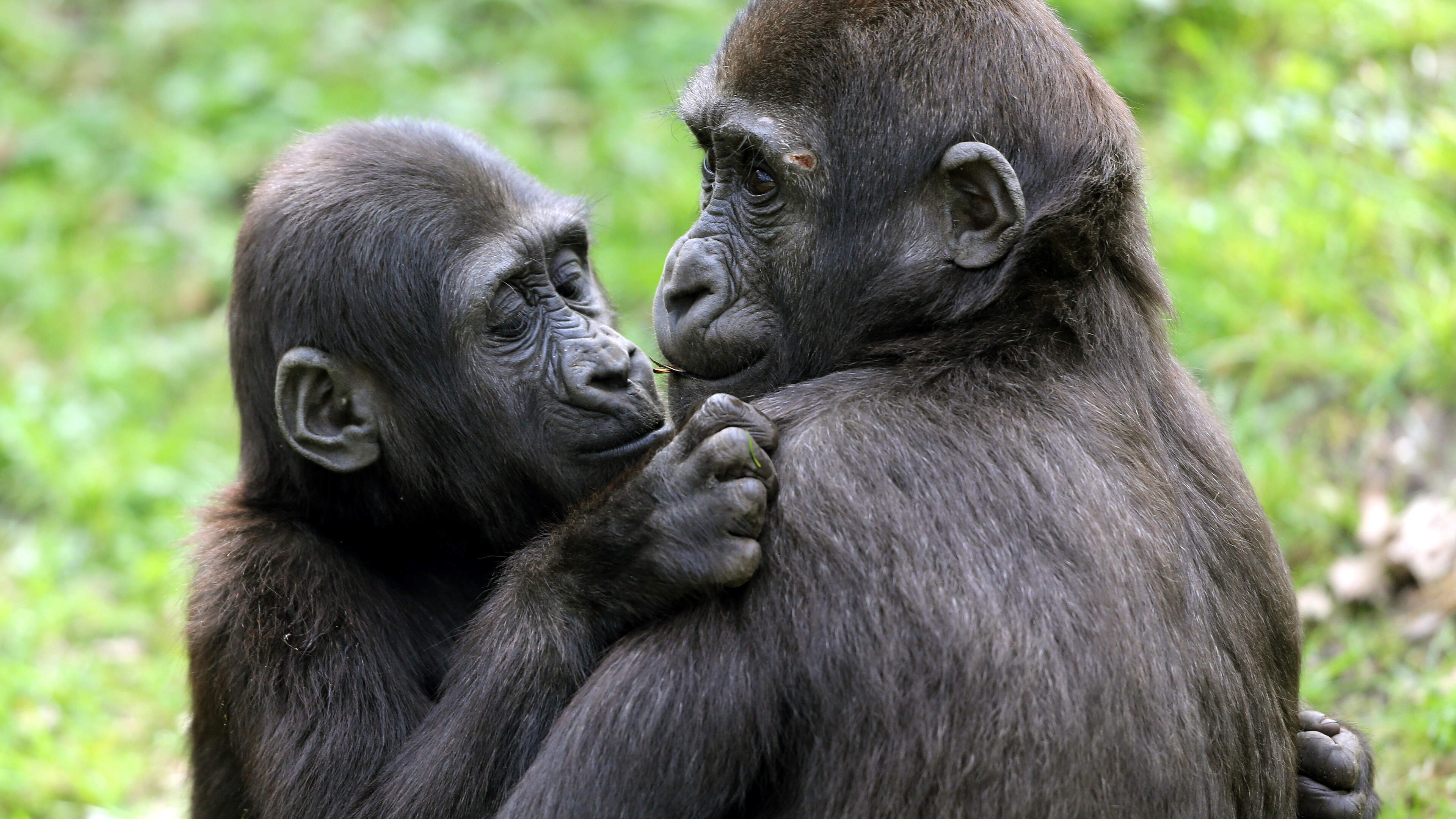 Holding hands and kissing can defuse arguments before they even start, say scientists