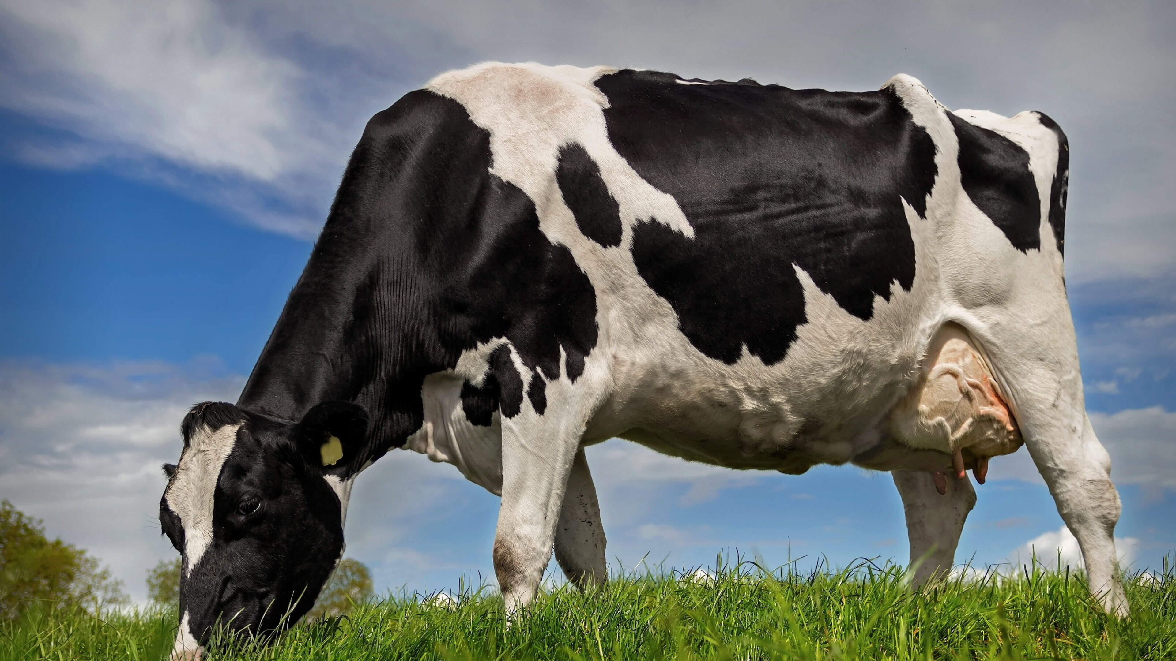 Dairy farms facing €500-per-cow cashflow hit after drought