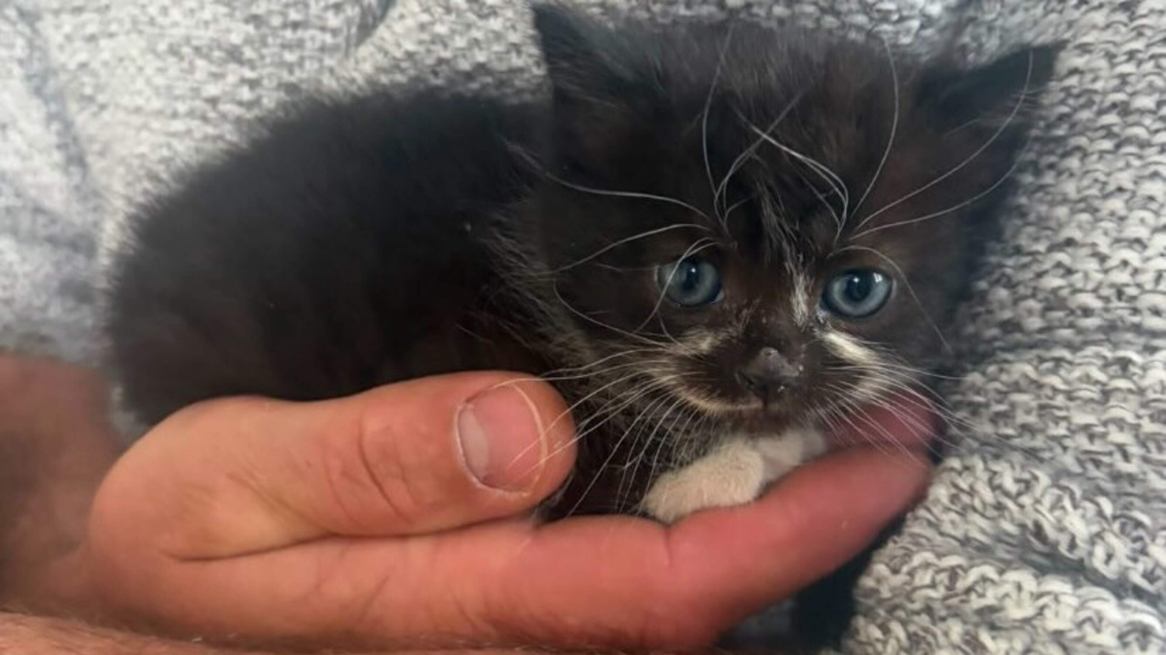 How a passing couple and An Garda Síochána teamed up to save abandoned kittens in Meath