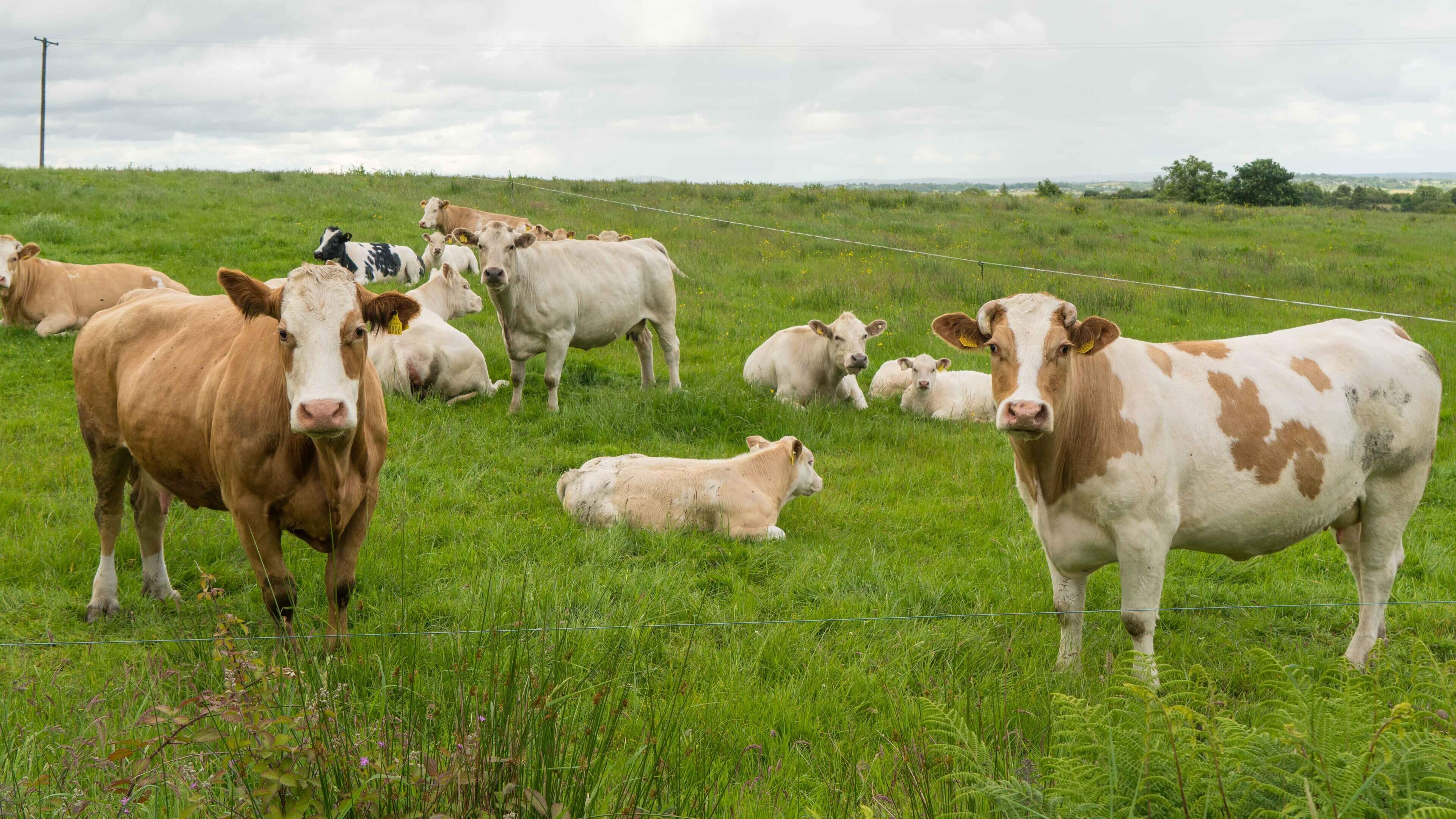 Beef trade steadies as factory price cuts lose momentum