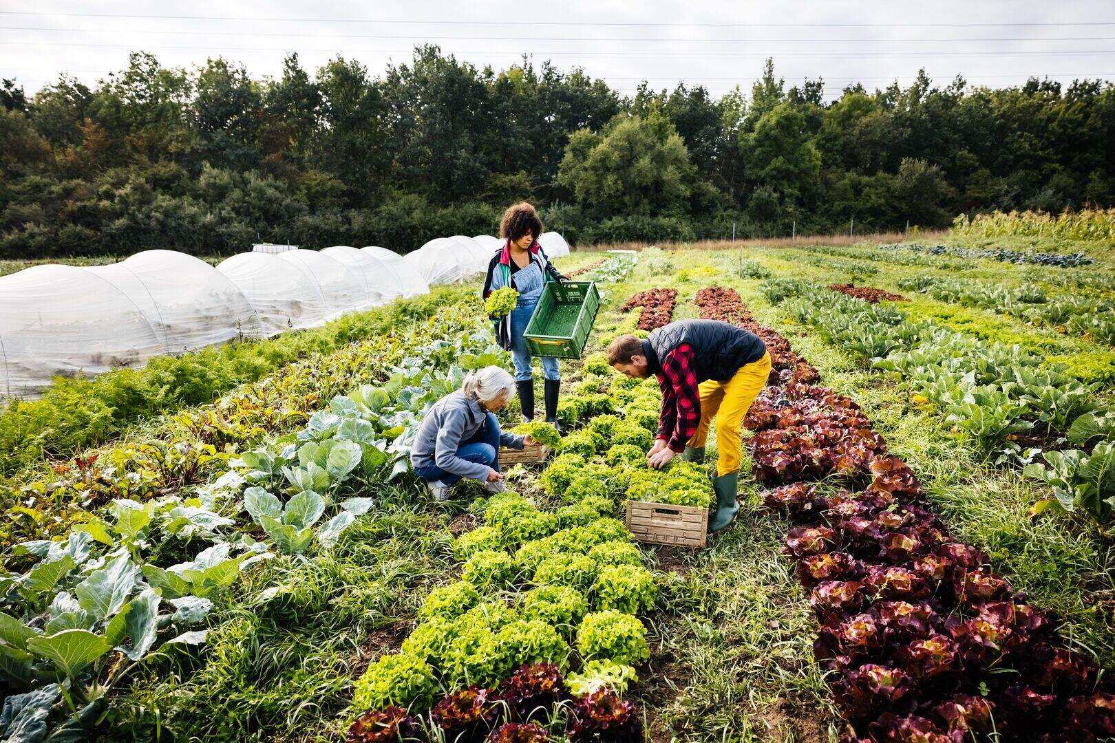 Darragh McCullough: My top 10 tips to help your farm diversify | Irish ...