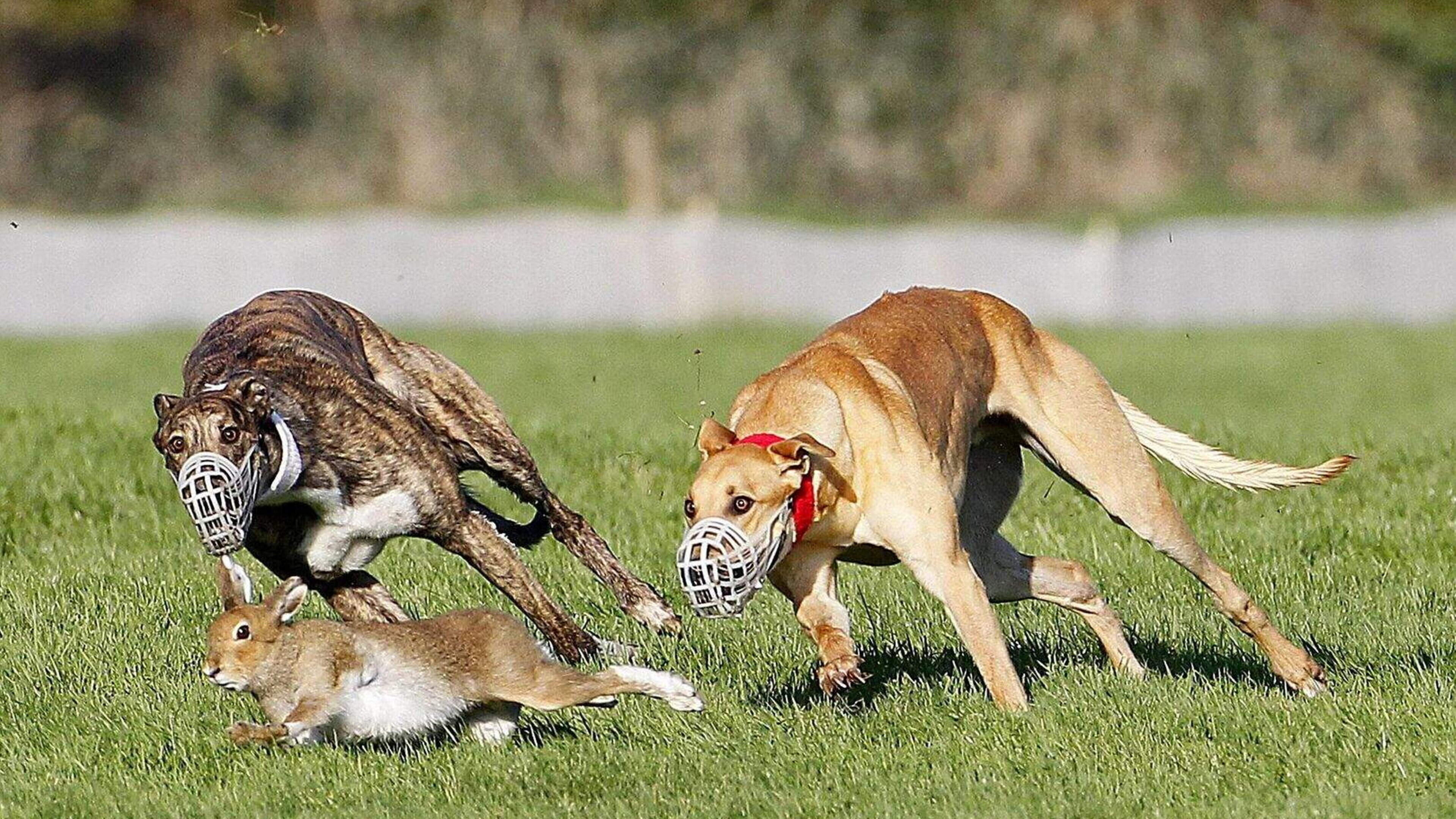 Letters: Dáil fumbles in the greasy till on hare-coursing ban