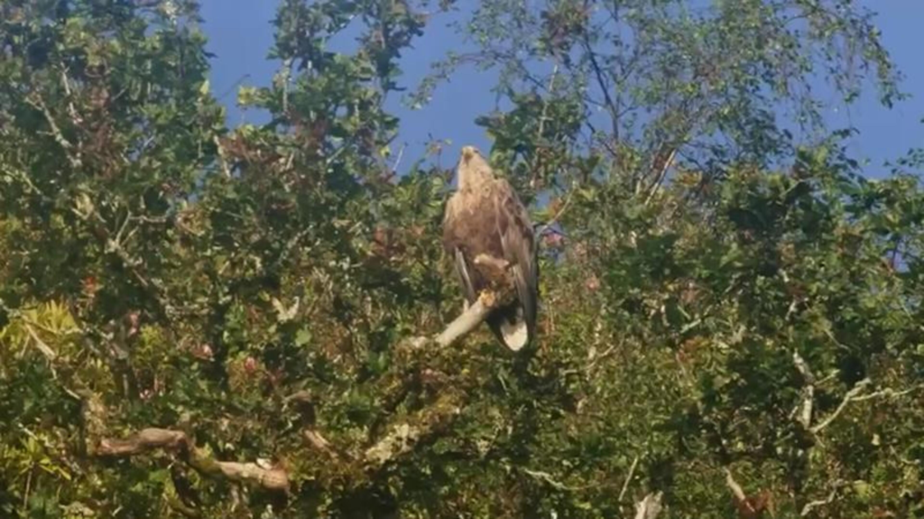Two new White-tailed Eagles take flight in Kerry as adult pair fledge chicks for five years in a row